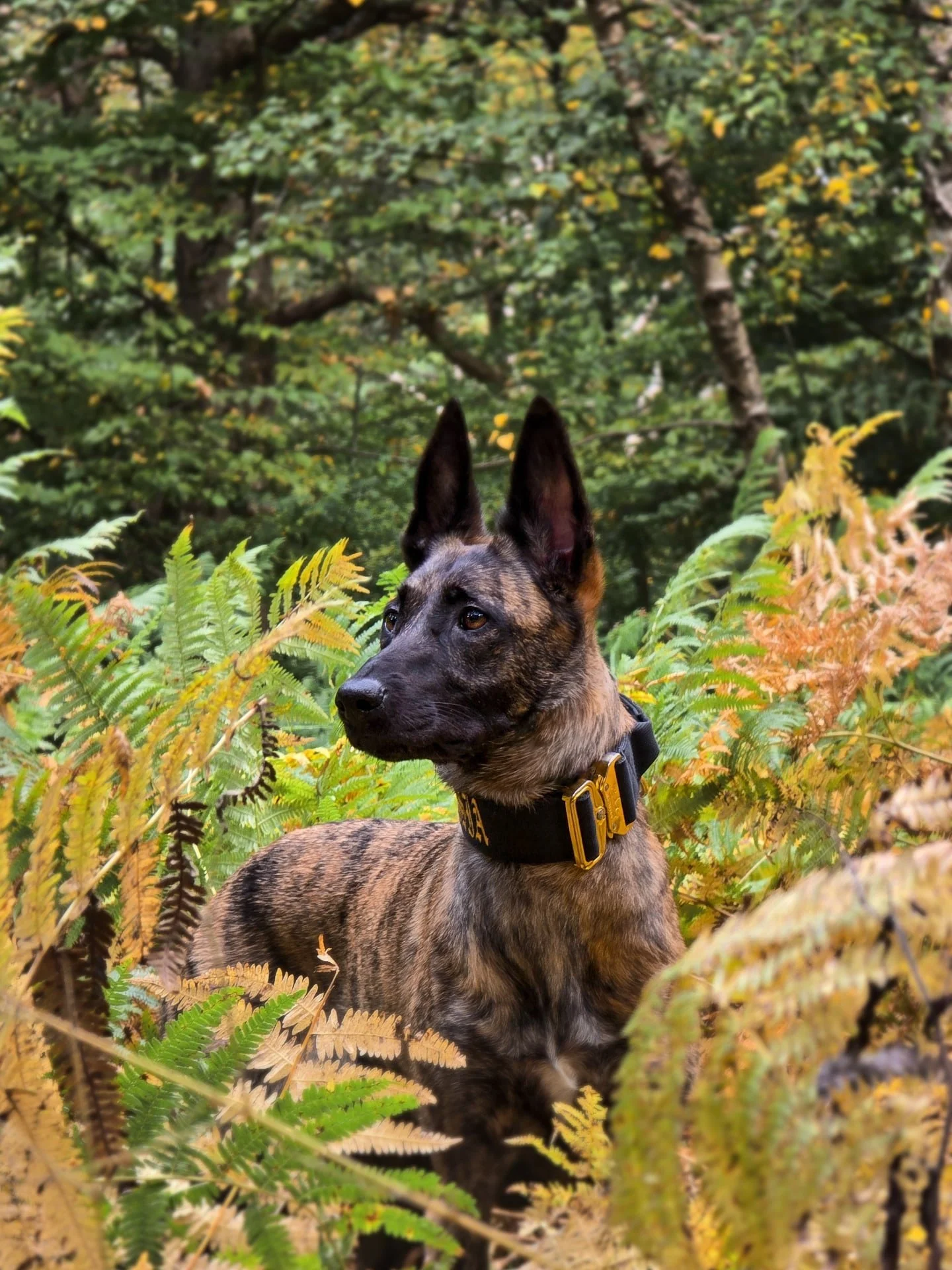 Imagine a world where your voice was misunderstood, that’s the world too many dogs live in.
In a world that silences barks and growls, we forget that dogs are only speaking the language we refuse to learn.
Take yourself out of 'we' and do bett