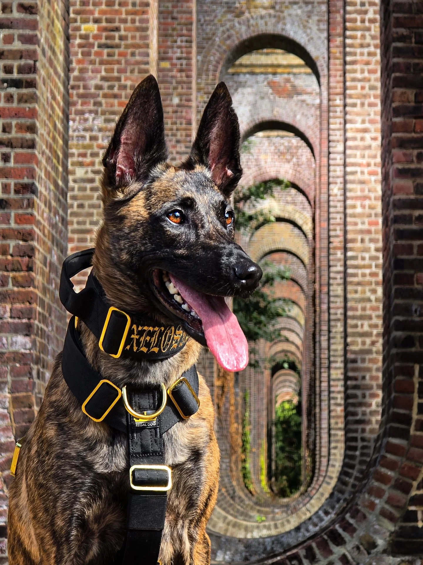 We took a lot of pictures at Chappel Viaduct but doesn't she look so good in her Regal set 😍 
⚜️ Regal Dog - The Luxury Dog Brand ⚜️
What am I wearing?
Collar: 5cm Black Gold Series Collar
Harness: Black Gold Series Harness 
Use code Xelosia2025