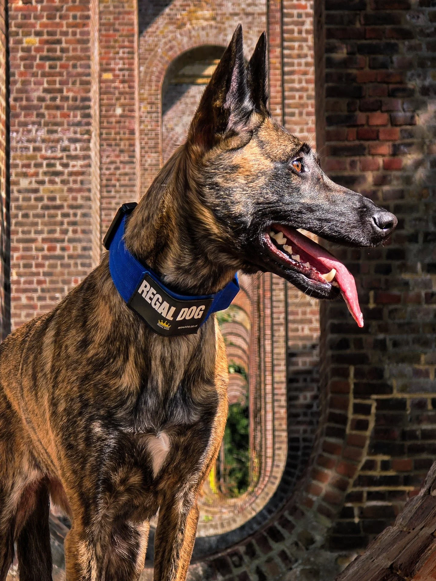 Regal by name, regal by nature 👑🐾
⚜️ Regal Dog - The Luxury Dog Brand ⚜️
What am I wearing?
Collar: 5cm Blue Tactical Dog Collar
Use code Xelosia2025 for 10%off
🛒 Shop Now: REGALDOG.CO.UK
.
.
.
.
.
.
.
.
.
.
.
.
.
.
#dutchshepherdsofinstagra