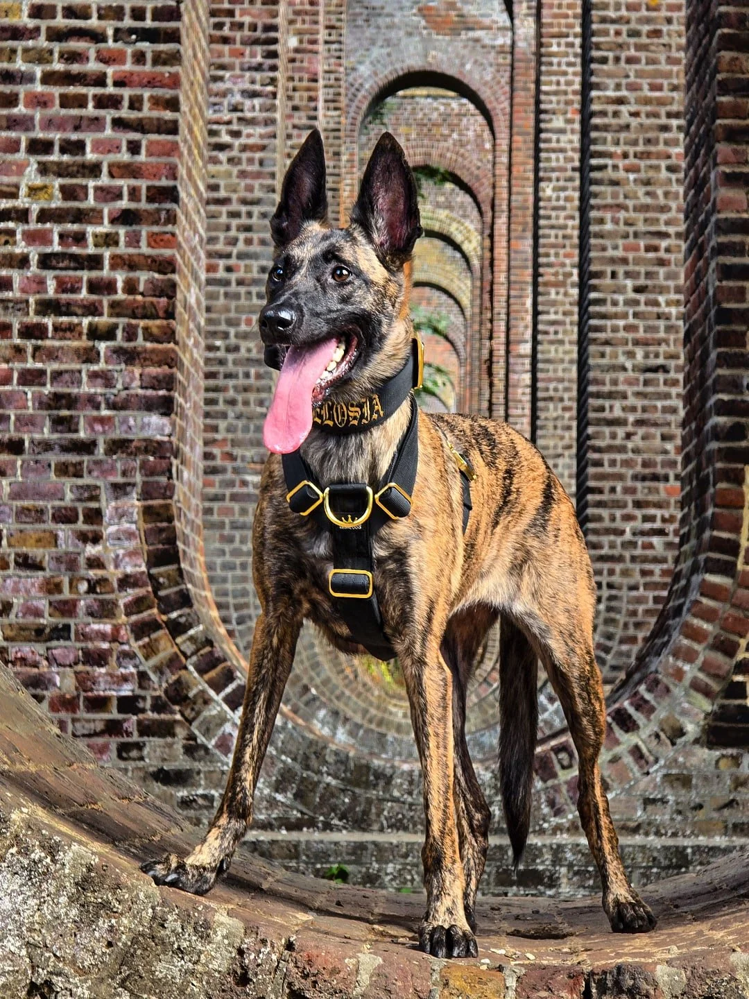 ⚜️ Regal Dog - The Luxury Dog Brand ⚜️
What am I wearing?
Collar: 5cm Black Gold Series Collar
Harness: Black Gold Series Harness
Use code Xelosia2025 for 10%off
🛒 Shop Now: REGALDOG.CO.UK
.
.
.
.
.
.
.
.
.
.
.
.
.
.
#dutchshepherdsofinstagram#