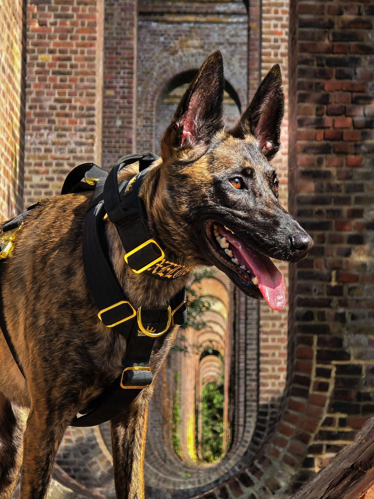 Where architecture meets attitude.
⚜️ Regal Dog - The Luxury Dog Brand ⚜️
What am I wearing?
Collar: 5cm Black Gold Series Collar
Harness: Black Gold Series Harness
Use code Xelosia2025 for 10%off
🛒 Shop Now: REGALDOG.CO.UK
.
.
.
.
.
.
.
.
.
.