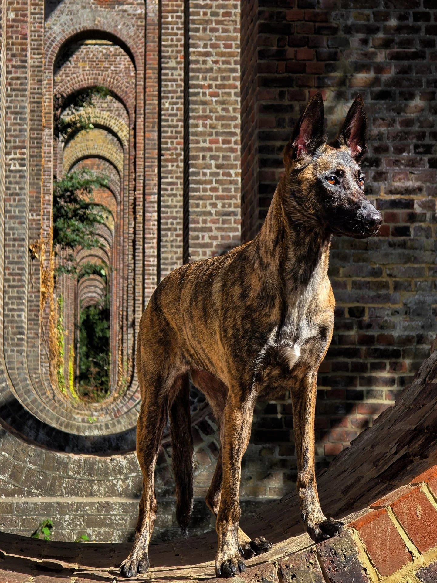 In every arch, a doorway to the unseen ♥︎
.
.
.
.
.
.
.
.
.
#dutchshepherdsofinstagram#dutchshepherd#dutchshepherdlovers#germanshepherd#germanshepherdsofinstagram#puppy#germanshepherdlovers#belgiummalinois#belgiumshepherd#belgiummalinoisofin