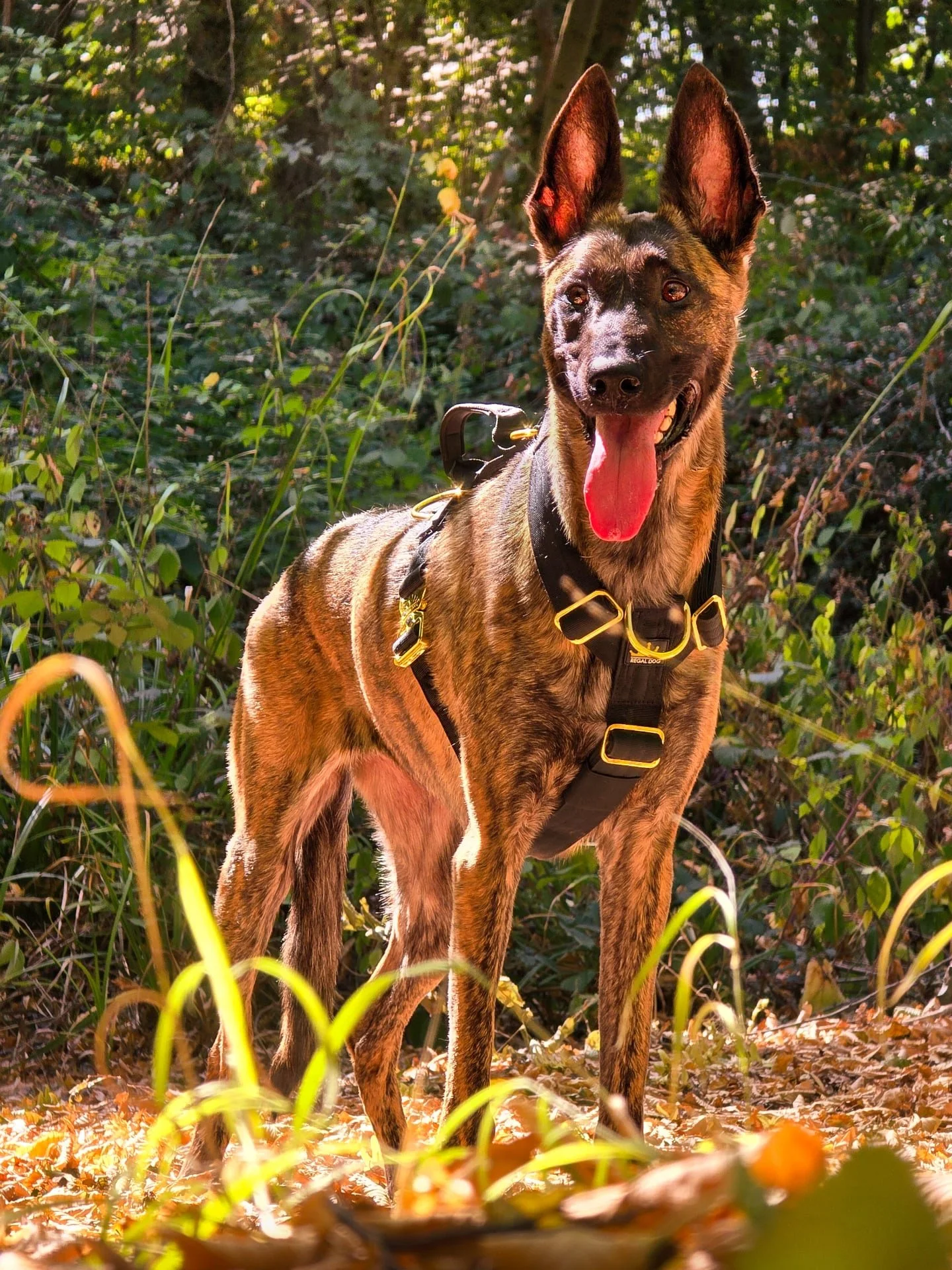 Only a dog can touch the soul without ever needing to understand the mind ♥︎
⚜️ Regal Dog - The Luxury Dog Brand ⚜️
What am I wearing?
Harness: Black Gold Series Harness
Use code Xelosia2025 for 10%off
🛒 Shop Now: REGALDOG.CO.UK
.
.
.
.