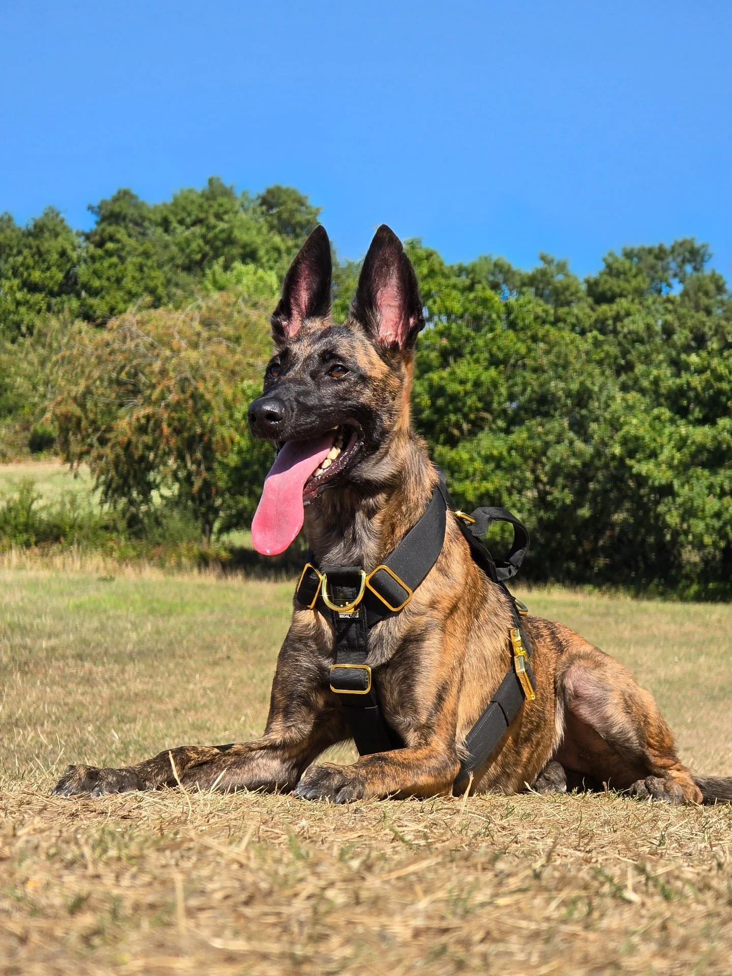 Tongue out Tuesday 👅🐕
How is it already September? 🥲
⚜️ Regal Dog - The Luxury Dog Brand ⚜️
What am I wearing?
Harness: Black Gold Series Harness
Use code Xelosia2025 for 10%off
🛒 Shop Now: REGALDOG.CO.UK
.
.
.
.
.
.
.
.
.
.
.
.
.
.
#dutch