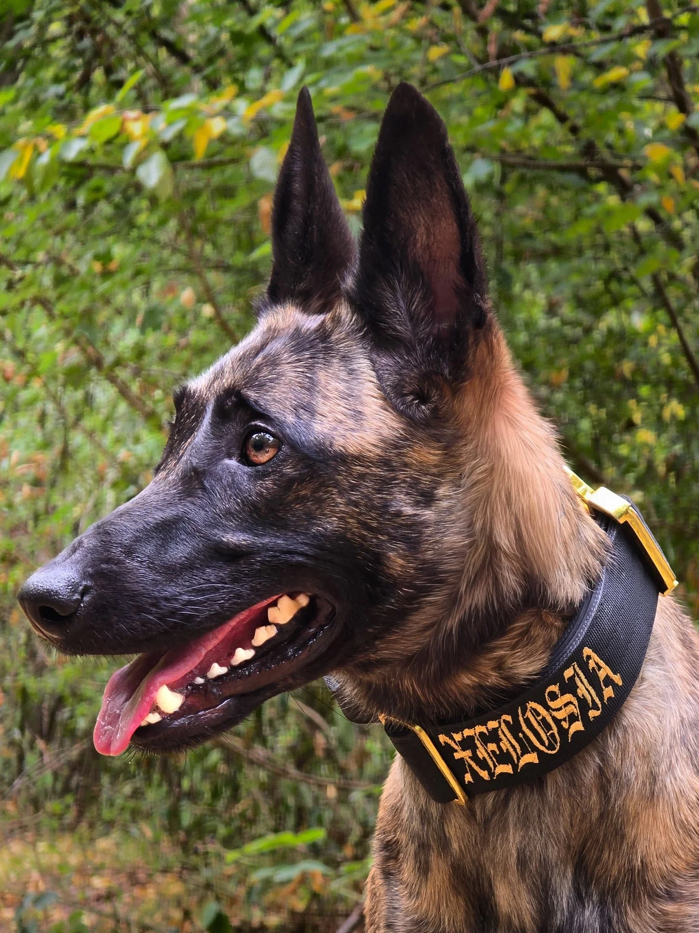 Perfection 👑
⚜️ Regal Dog - The Luxury Dog Brand ⚜️
What am I wearing?
Collar: 5cm Black Gold Series Collar
Use code Xelosia2025 for 10%off
🛒 Shop Now: REGALDOG.CO.UK
.
.
.
.
.
.
.
.
.
.
.
.
.
.
#dutchshepherdsofinstagram#dutchshepherd#dutchs
