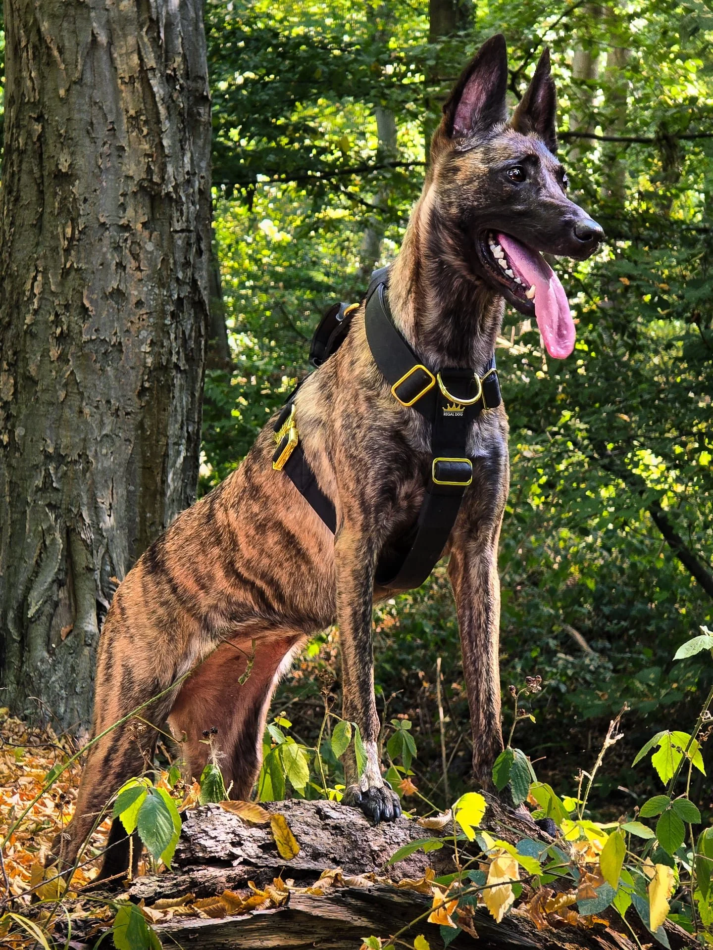 What are you waiting for? 
⚜️ Regal Dog - The Luxury Dog Brand ⚜️
What am I wearing?
Harness: Black Gold Series Harness
Use code Xelosia2025 for 10%off
🛒 Shop Now: REGALDOG.CO.UK
.
.
.
.
.
.
.
.
.
.
.
.
.
.
#dutchshepherdsofinstagram#dutchshep
