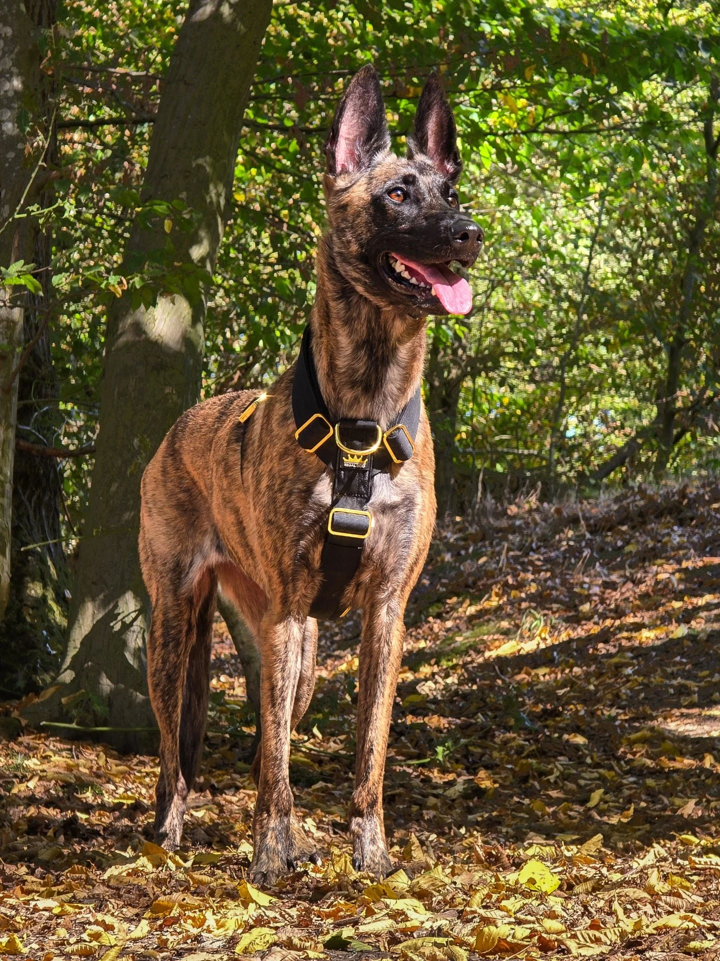 Falling leaves heal the soul 🍂
⚜️ Regal Dog - The Luxury Dog Brand ⚜️
What am I wearing?
Harness: Black Gold Series Harness
Use code Xelosia2025 for 10%off
🛒 Shop Now: REGALDOG.CO.UK
.
.
.
.
.
.
.
.
.
.
.
.
.
.
#dutchshepherdsofinstagram#dutc