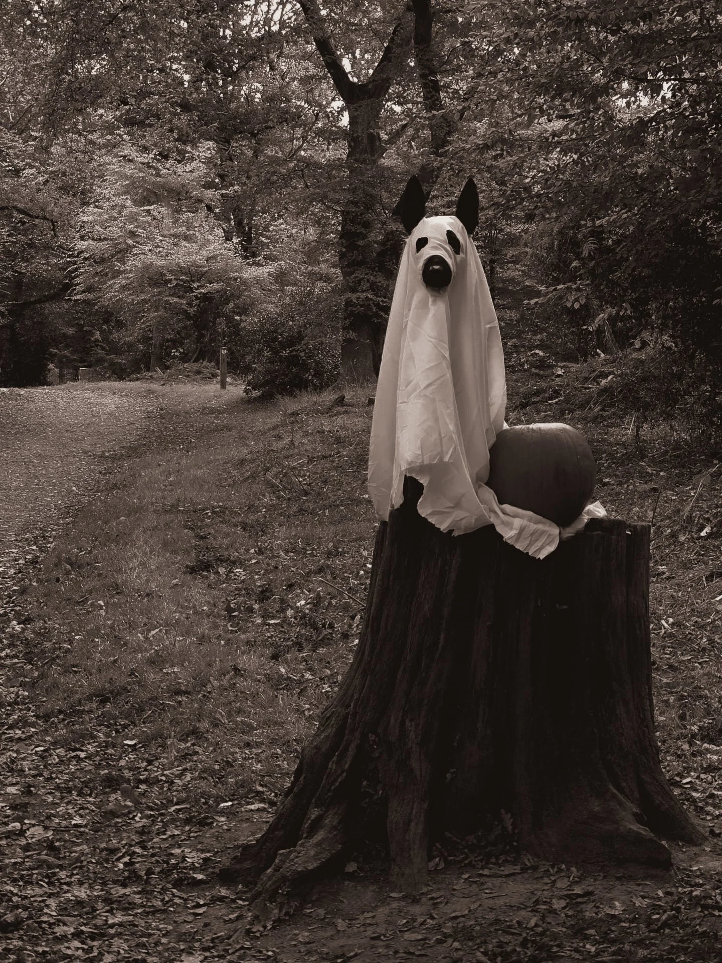 👻🐾🐾
.
.
.
.
.
.
.
.
.
.
#dutchshepherdsofinstagram#dutchshepherd#dutchshepherdlovers#germanshepherd#germanshepherdsofinstagram#puppy#germanshepherdlovers#belgiummalinois#belgiumshepherd#belgiummalinoisofinstagram#london#puppiesofinstagram#assista