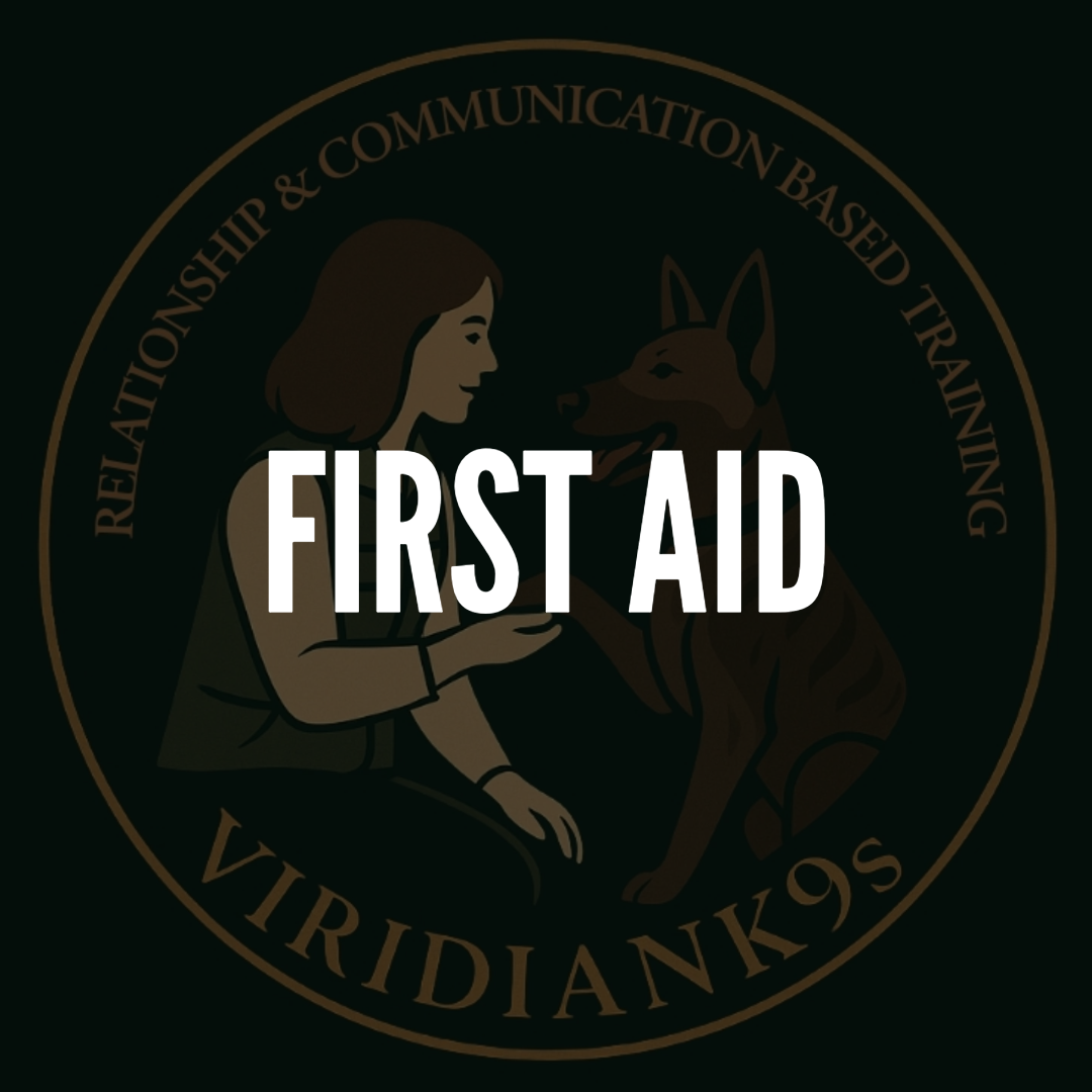 Why I Don't Rely on Pre-Made Dog First Aid Kits