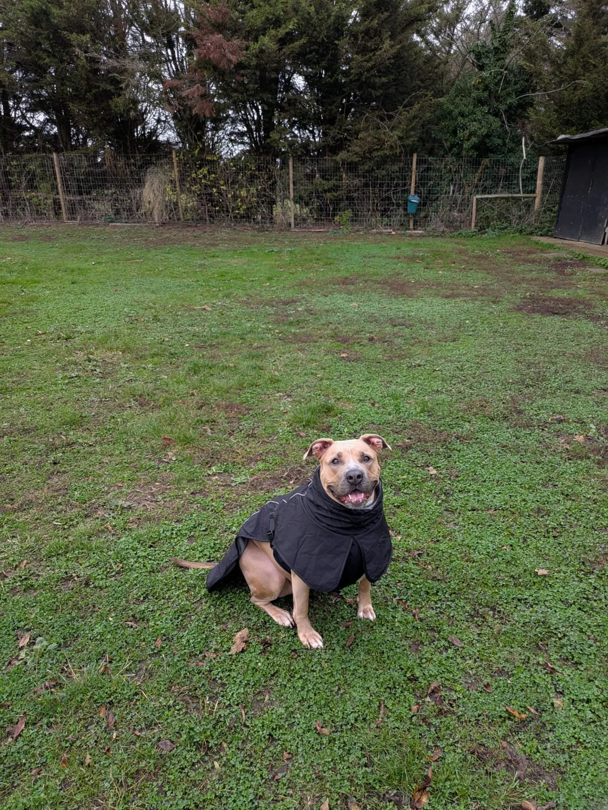 A smiling dog wearing a black coat sitting on grass in a fenced backyard with trees and a small shed in the background.
