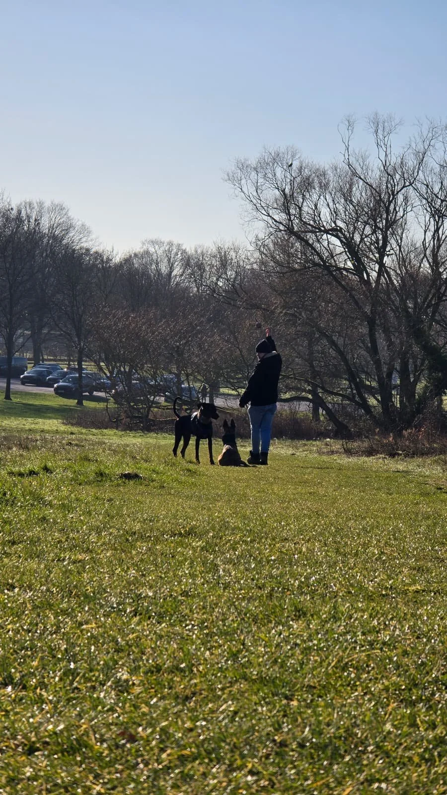A person standing on a grassy field with two dogs, one sitting and one standing, during daytime with leafless trees and parked cars in the background.