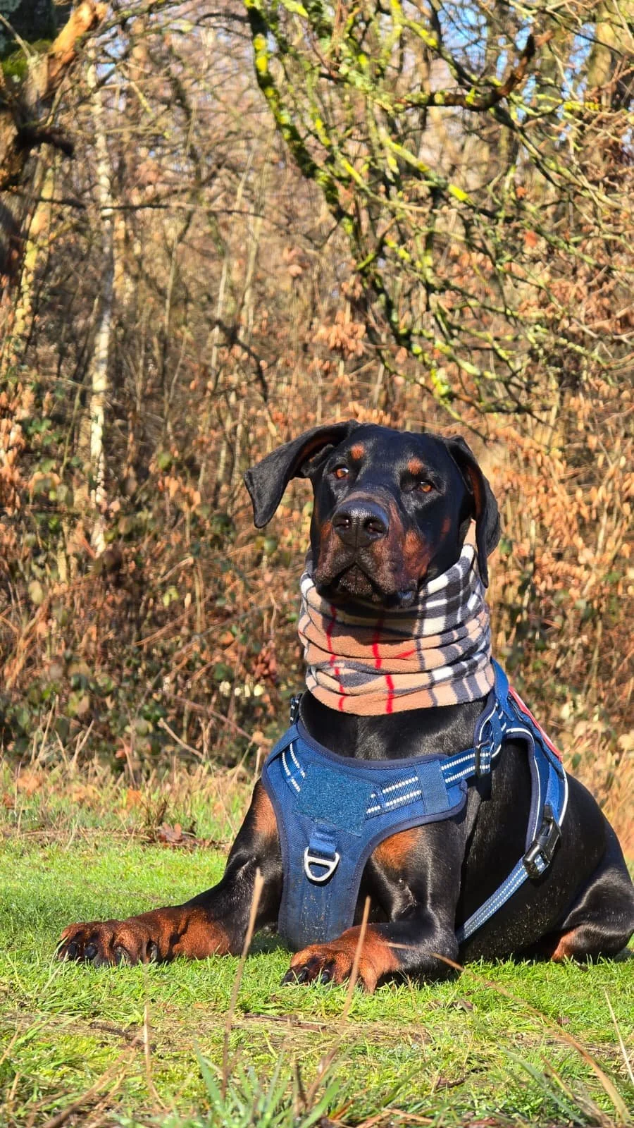 A black and tan dog, possibly a Doberman or Rottweiler mix, wearing a blue harness and a plaid neck gaiter, is sitting on green grass in a wooded area with brown and green foliage, during daylight.