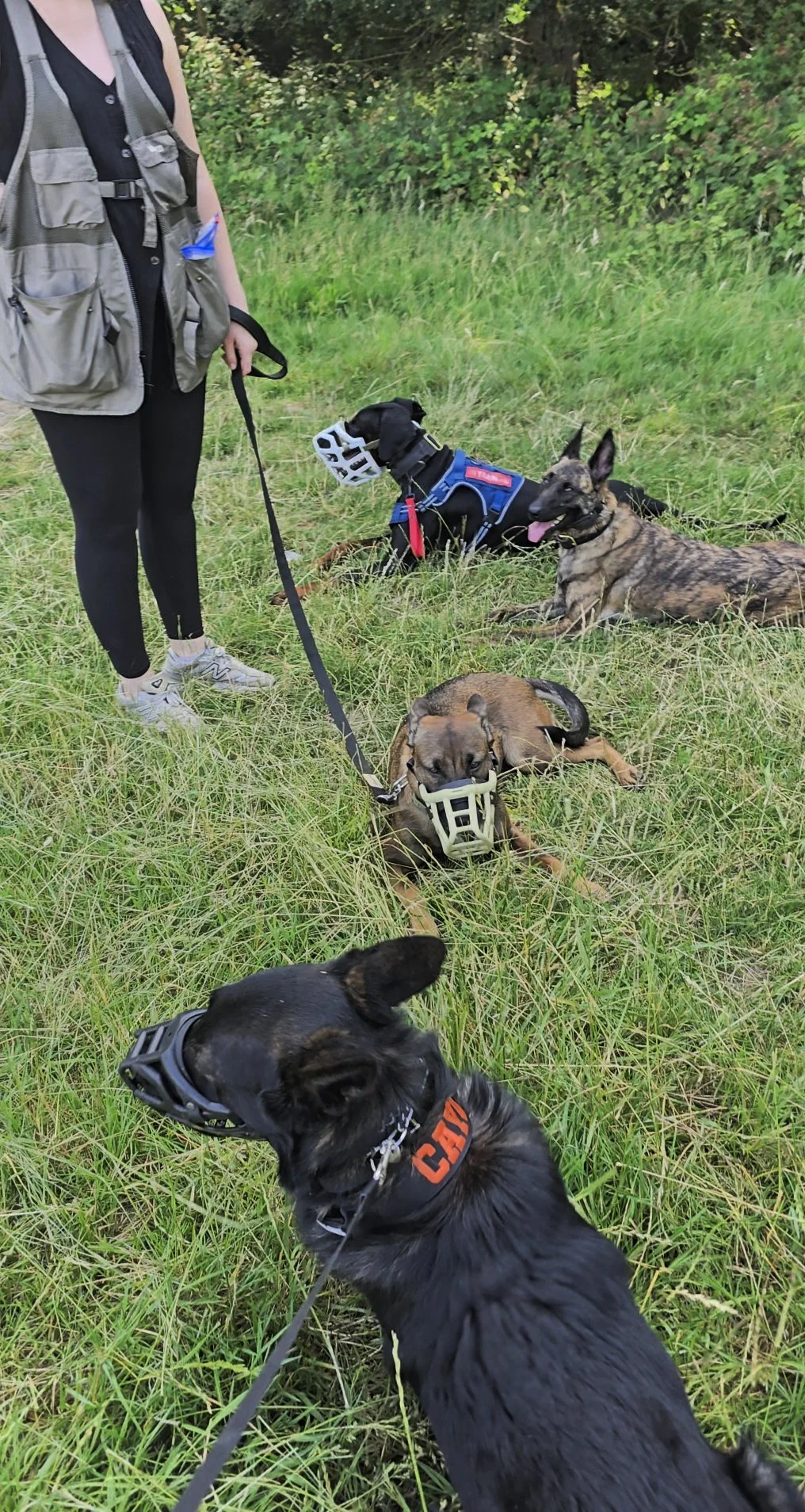 A person standing on a grassy field with two dogs, one sitting and one standing, during daytime with leafless trees and parked cars in the background.
