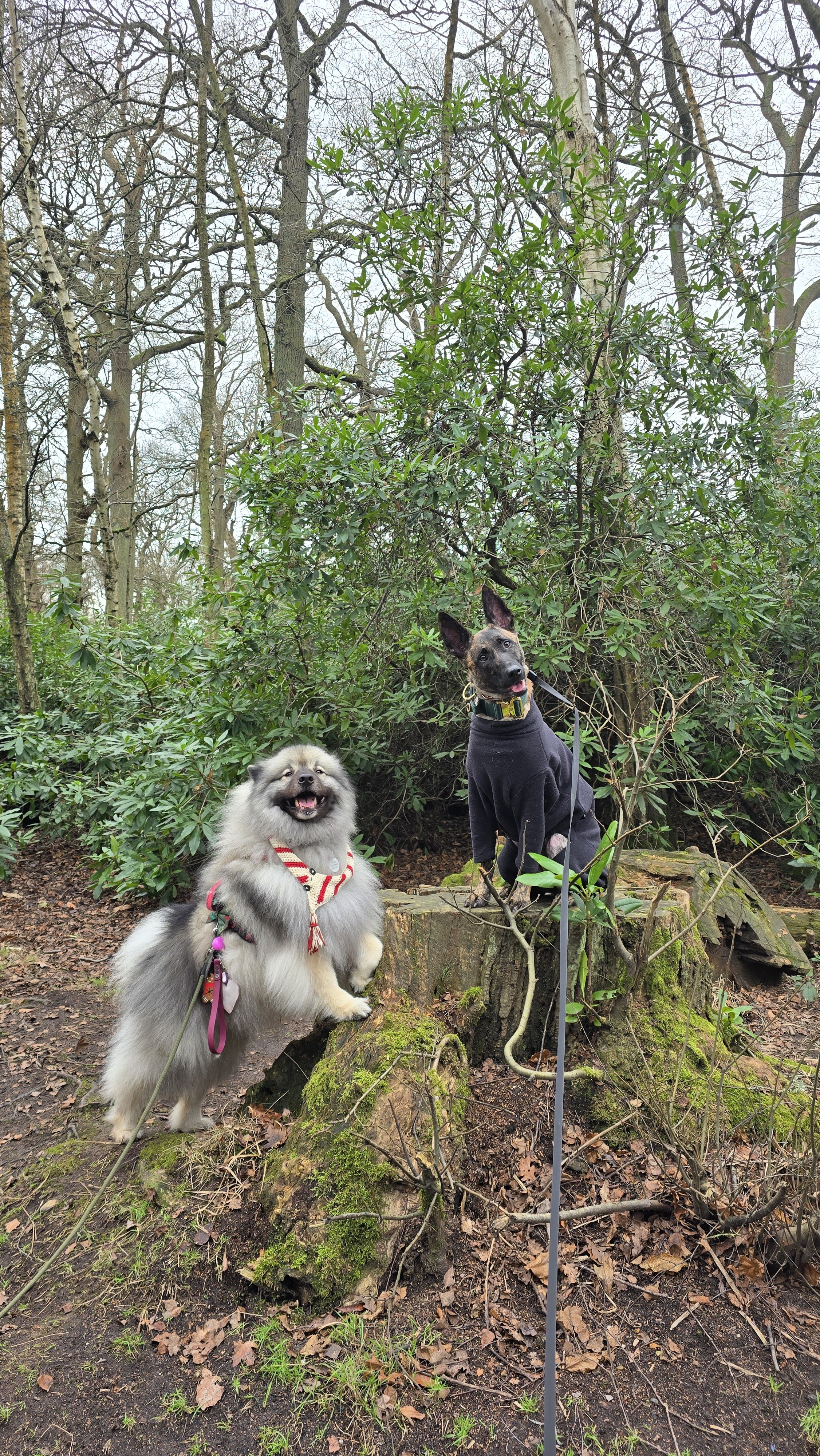 A person standing on a grassy field with two dogs, one sitting and one standing, during daytime with leafless trees and parked cars in the background.
