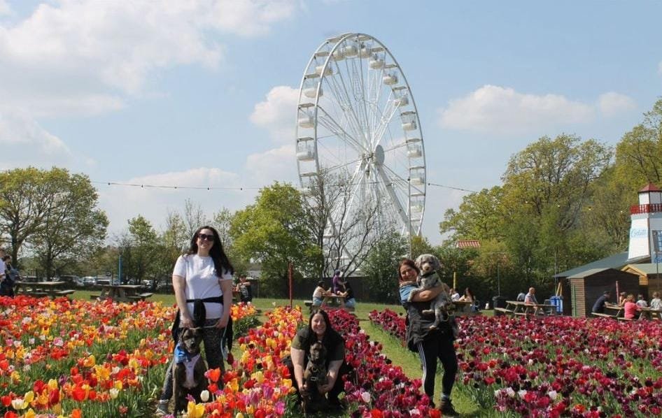 Three women and two dogs in front of a tulip garden with a Ferris wheel in the background.