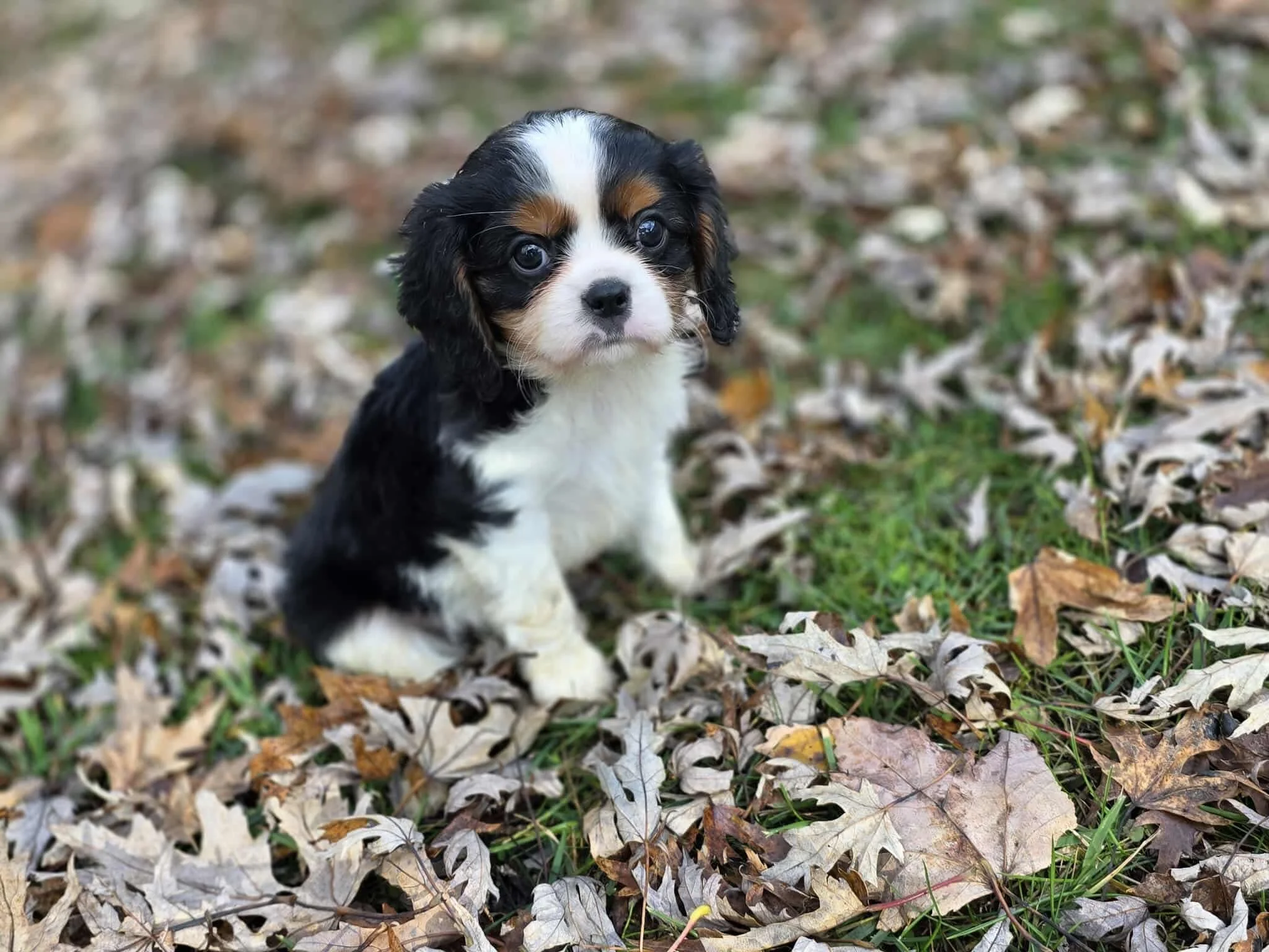 A adorable black, white, and brown Cavalier King Charles Spaniel puppy sitting on fall leaves and grass.
