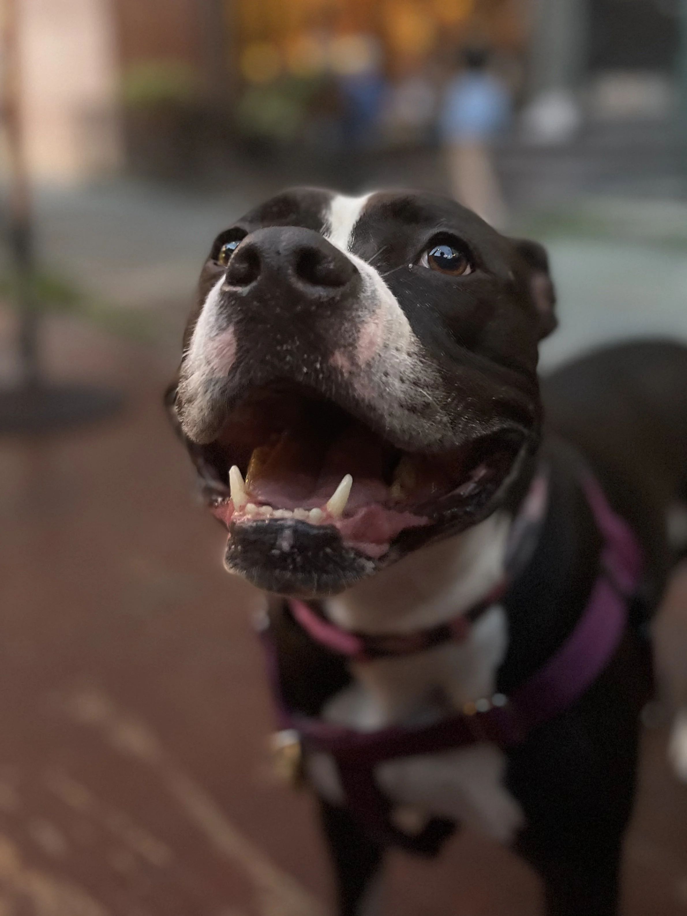 A happy black and white dog with a pink collar, tan markings, and open mouth showing teeth, outdoors with blurred background.