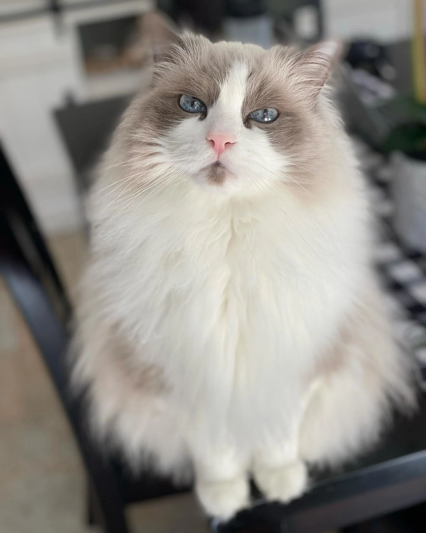 Close-up of a fluffy Ragdoll cat with blue eyes and a pink nose, sitting on a black chair indoors.
