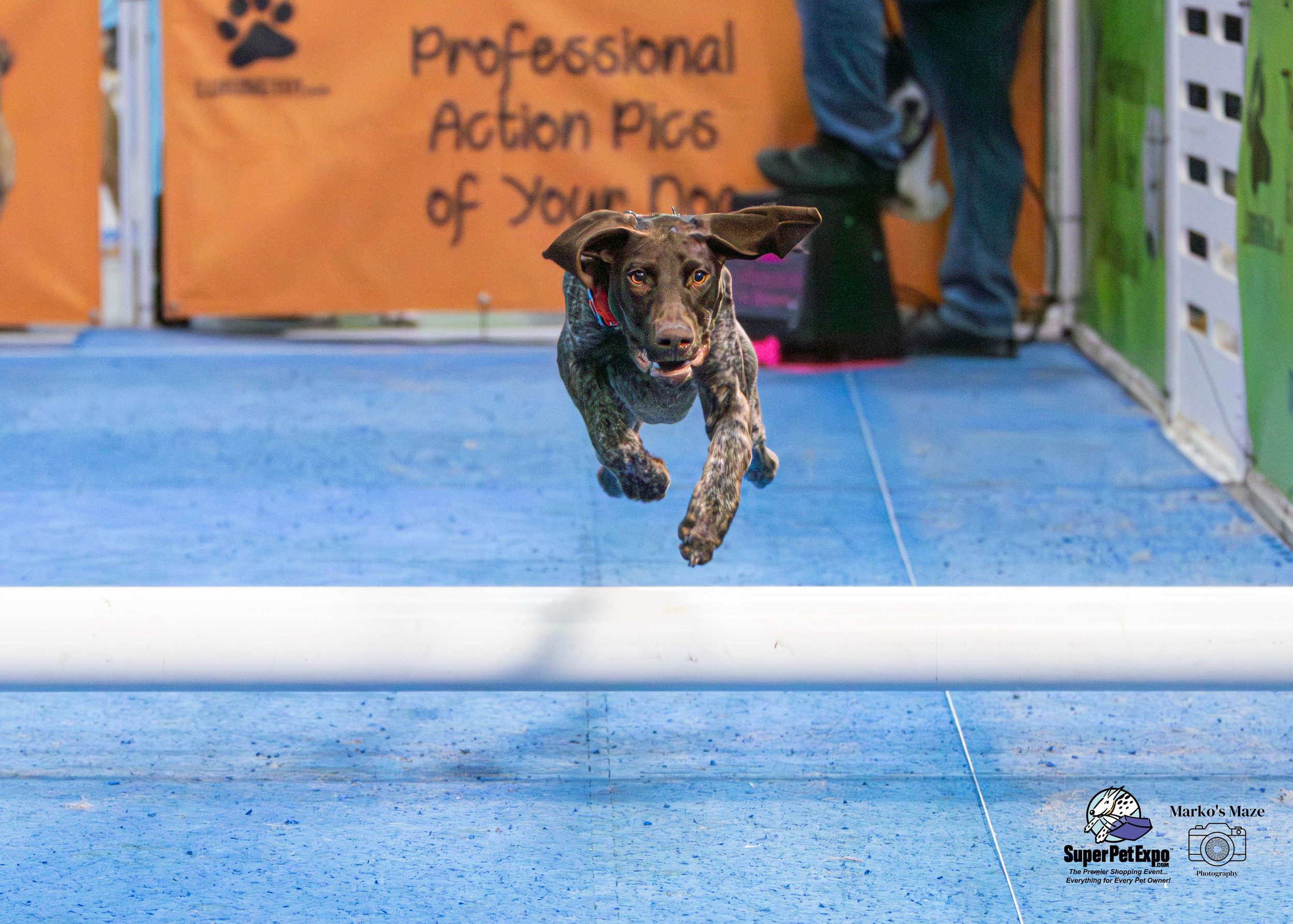 A brown dog with black spots running and jumping over a white agility hurdle at an indoor pet event, with a blue floor and colorful banners in the background.
