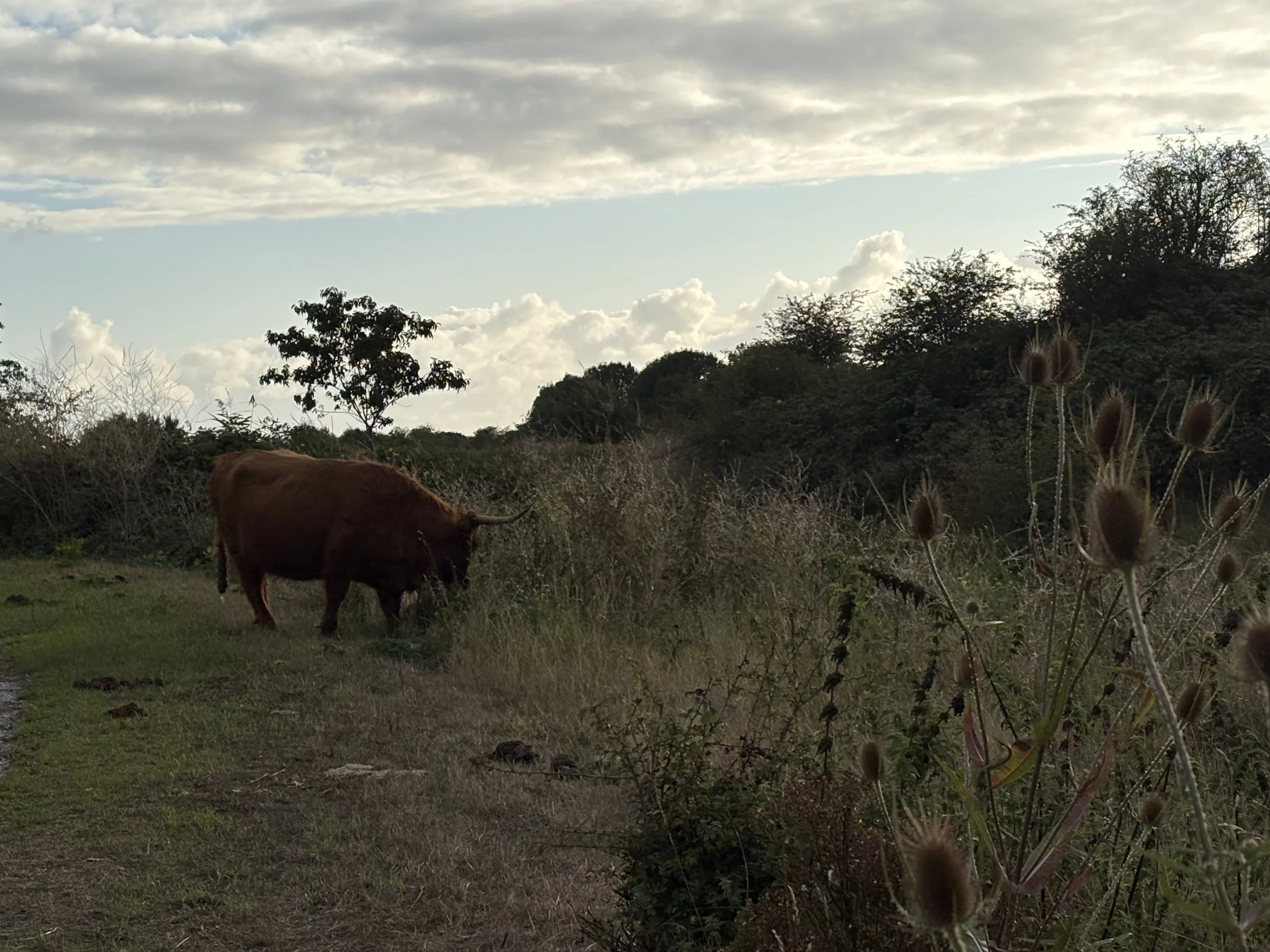 IMG_5512.jpeg