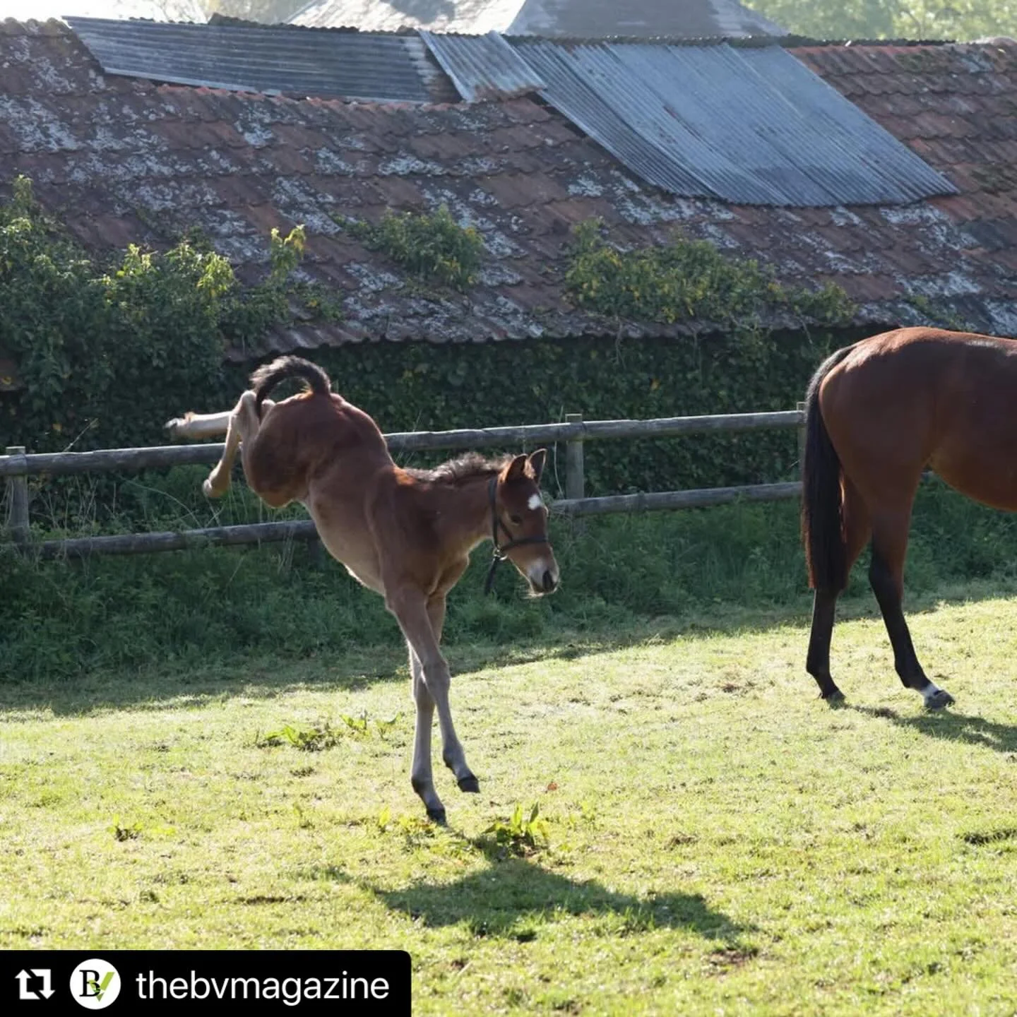 #Repost @thebvmagazine with @use.repost
・・・
🐴 From follicles to foals &ndash; a morning at TGS with Leweston students

Four BTEC Equine students from Leweston School swapped the classroom for the foaling yard this month &ndash; and got hands-on with