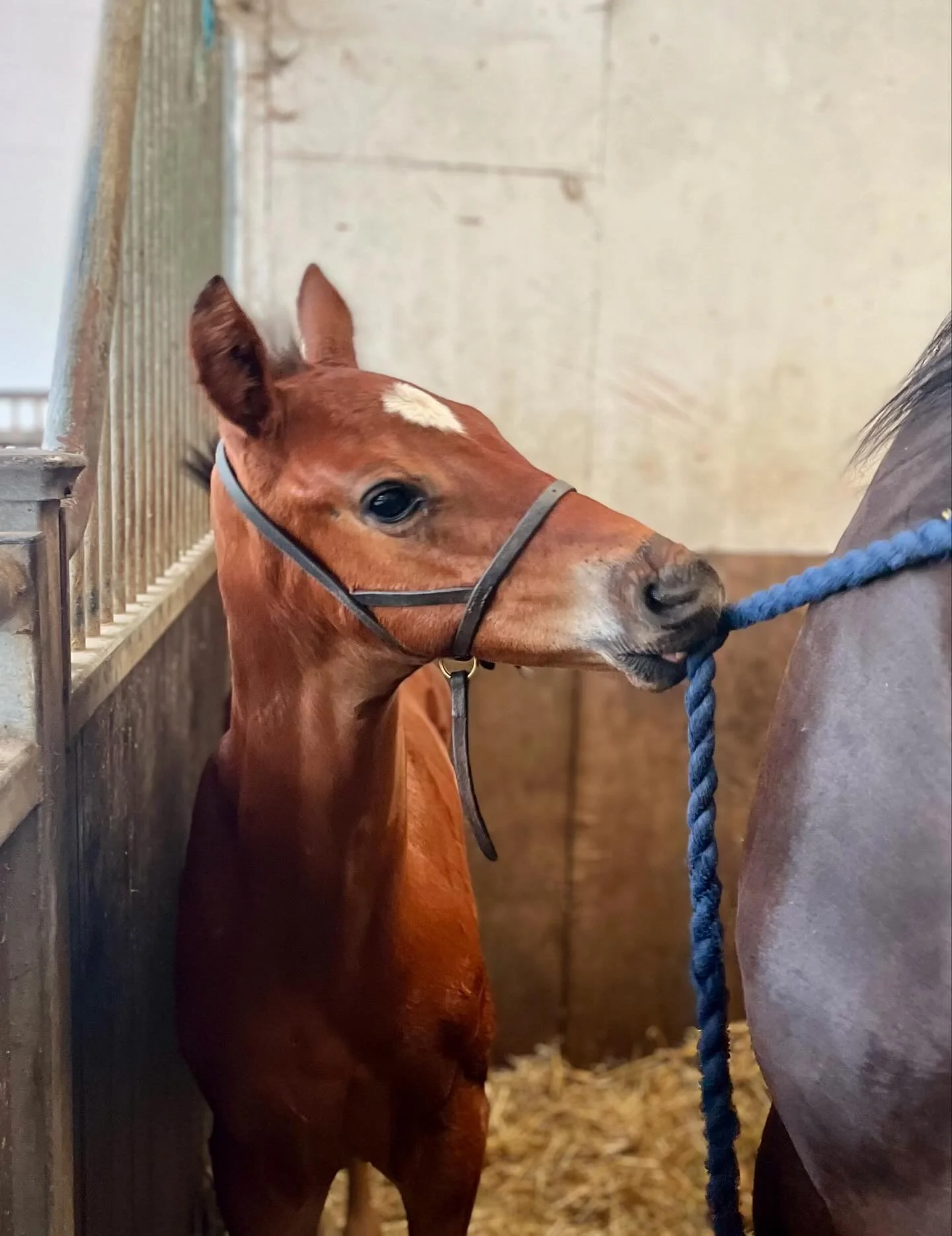 Looks like the foals are taking charge of things&hellip;