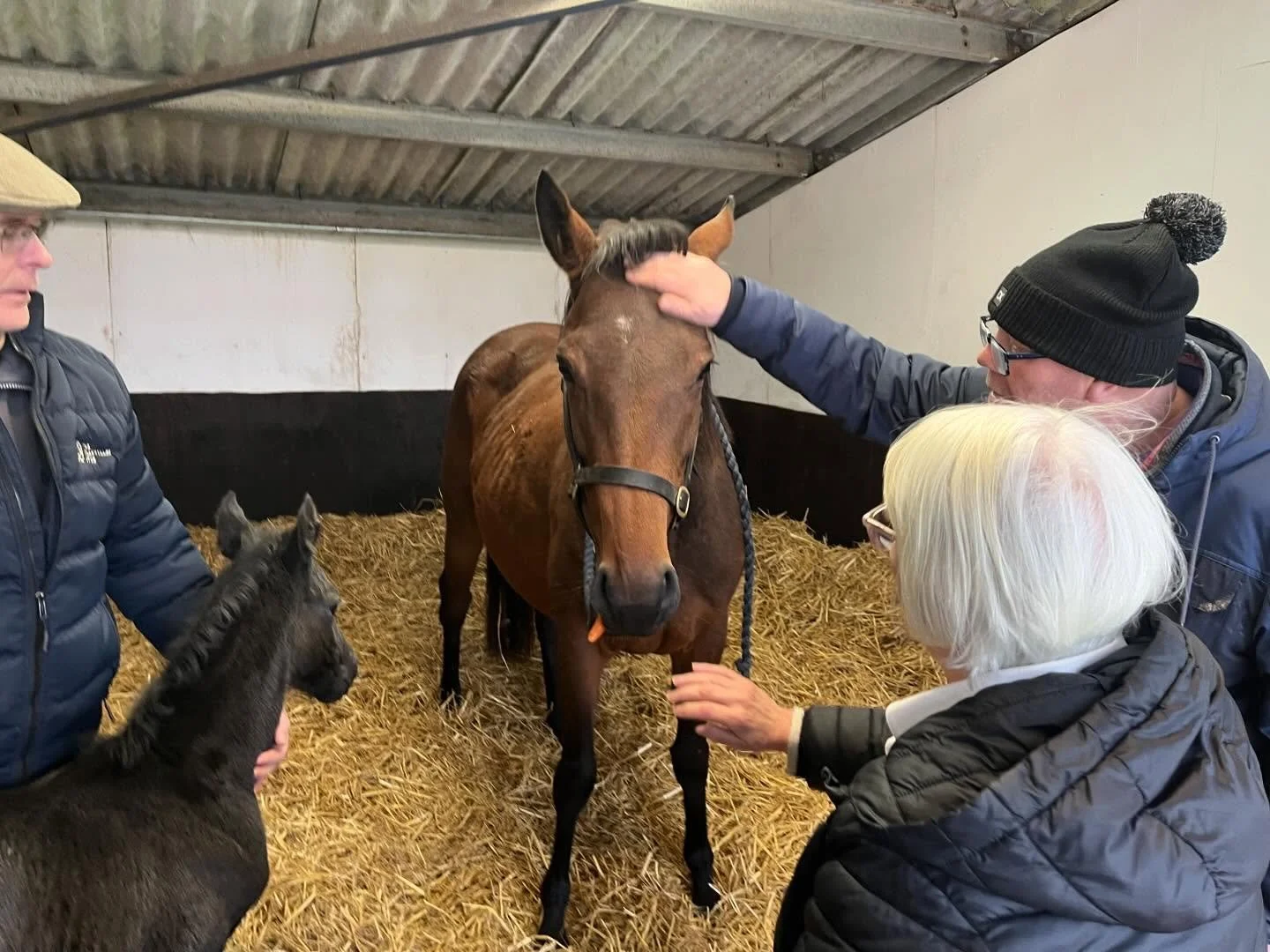 Great to have owners Clive and Julie down to see their new arrival, a lovely colt by Mohaather, just a couple of days old. 

 
#foalingseason2026