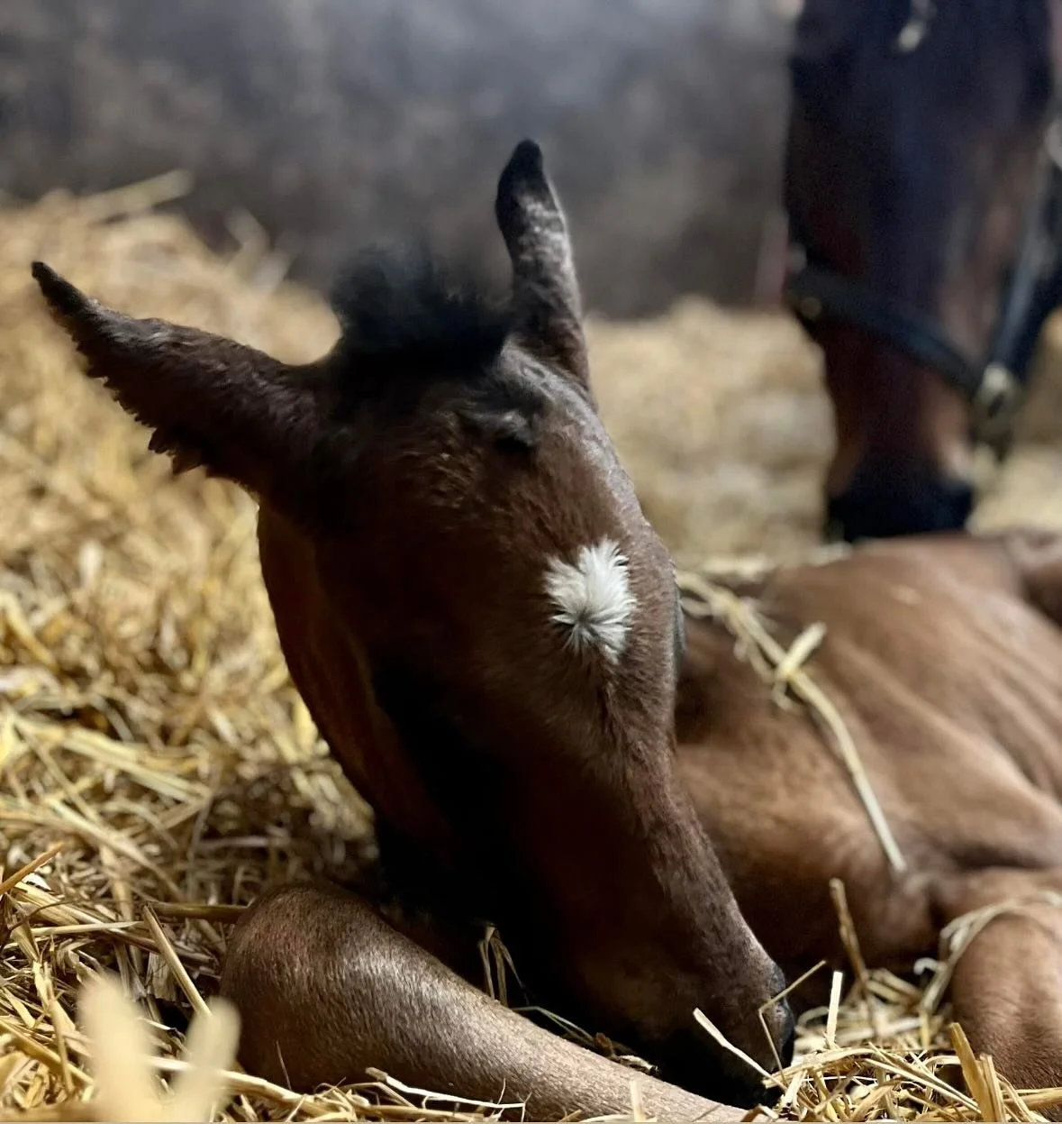 Very pleased to welcome our first foal of 2025 with this lovely Space Traveller colt out of &lsquo;Backstreet Girl&rsquo; half sister to breeder&rsquo;s cup sprint winner, Starlust.