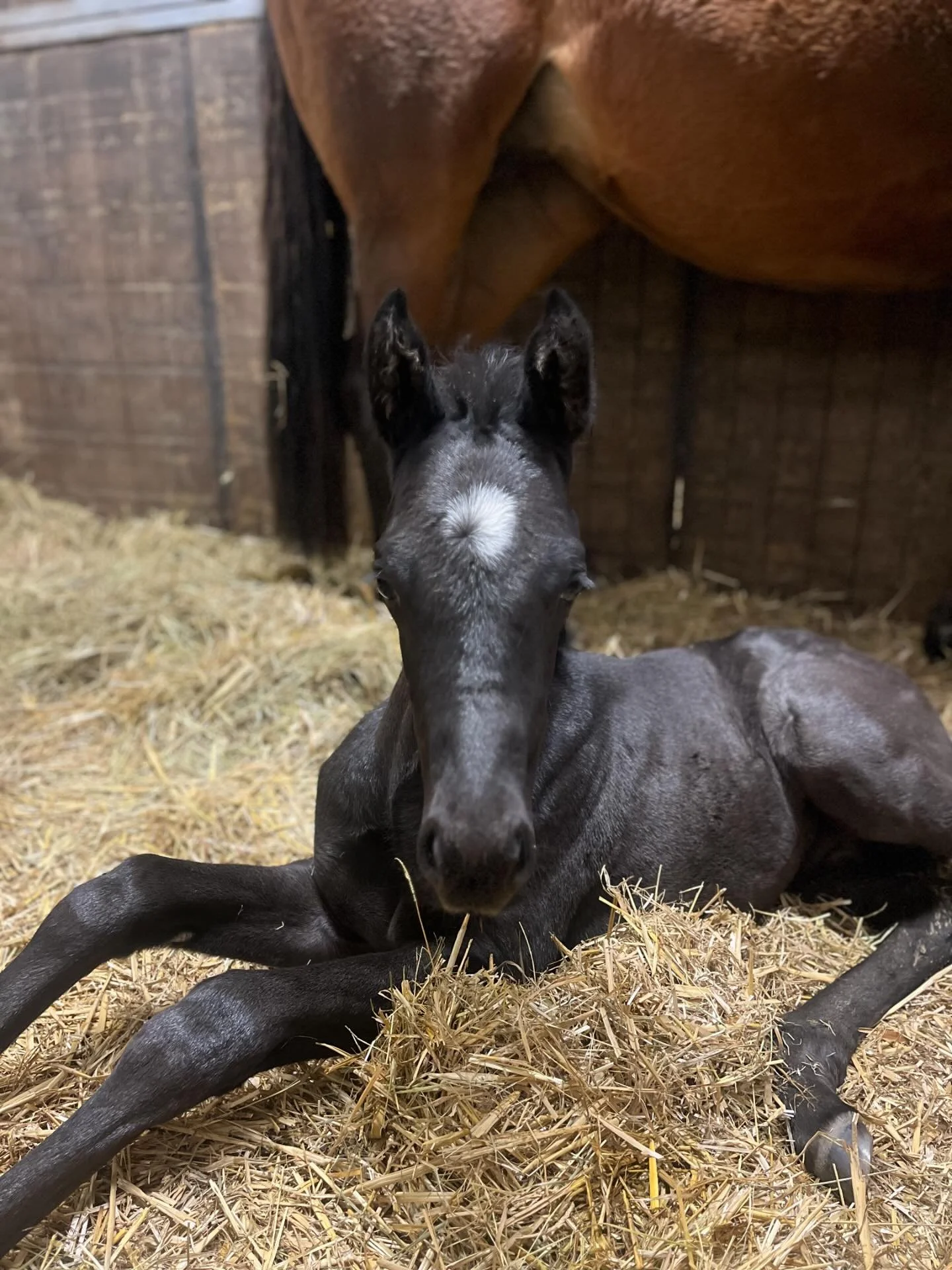 Napping and snacking their way through February 

#foals #easylife