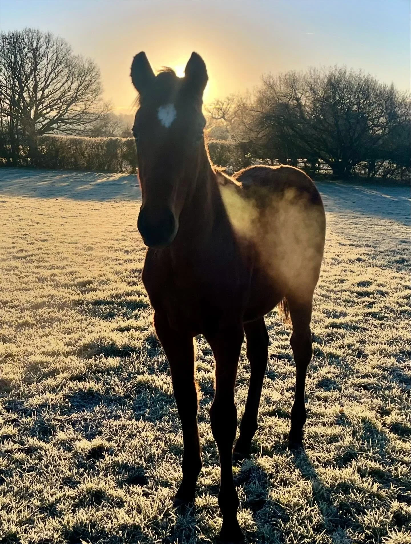 Frosty morning on the farm ❄️

Prep foals and mares out to the fields for a few hours in the sunshine.