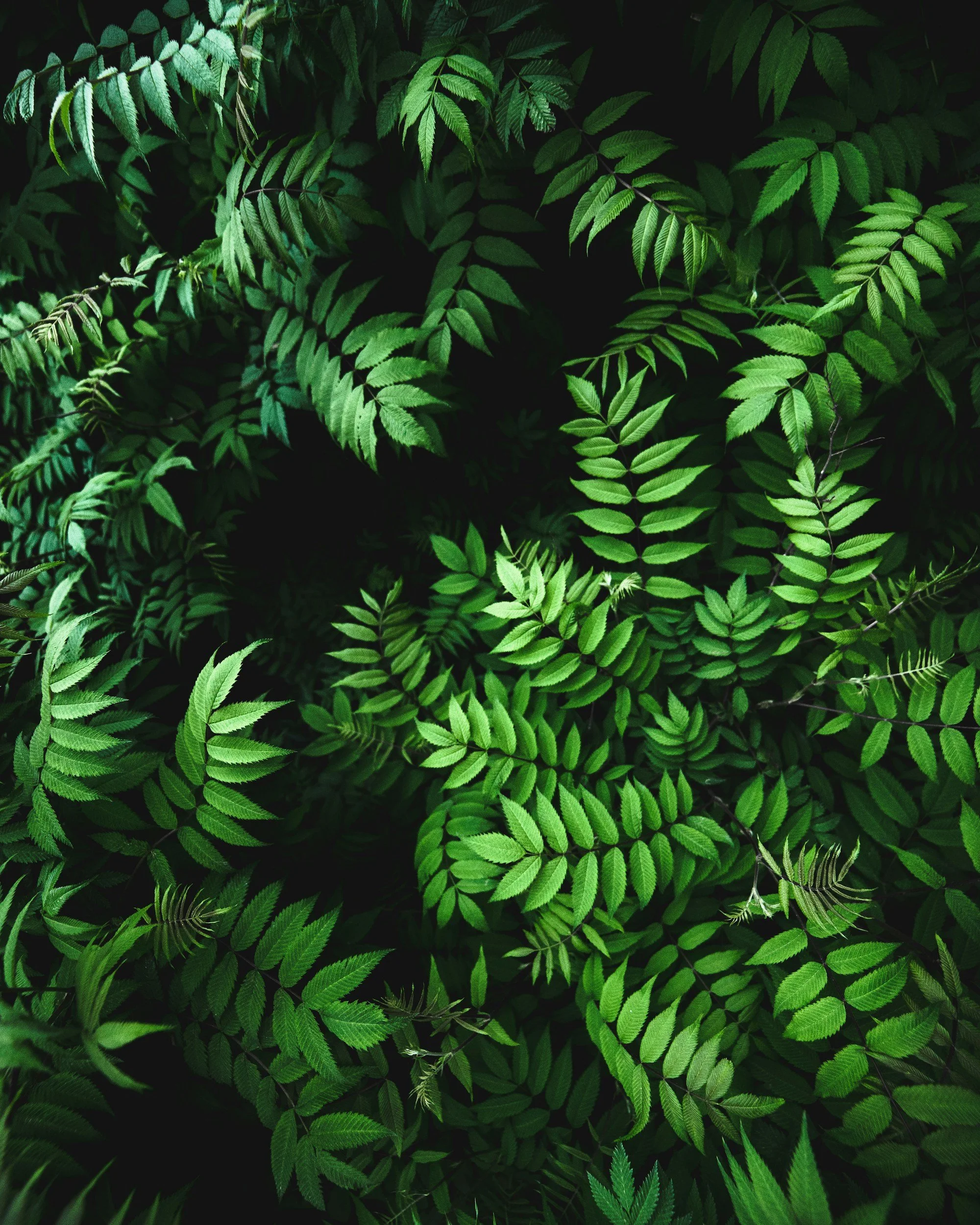 Green fern leaves with overlapping foliage, some leaves are bright green while others are darker, creating a lush, dense texture.