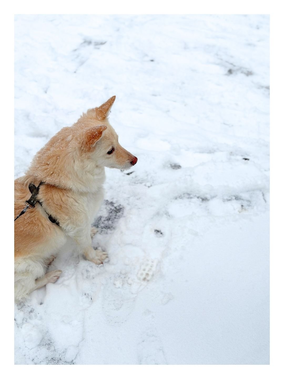 🐾 &Agrave; propos des chiens &agrave; la Loggia :

&Agrave; l&rsquo;int&eacute;rieur de la Loggia, nous ne pouvons malheureusement pas les accueillir...
Et pourtant, on les adore !

En fait, notre cuisine est ouverte, ce qui nous interdit (l&eacute;
