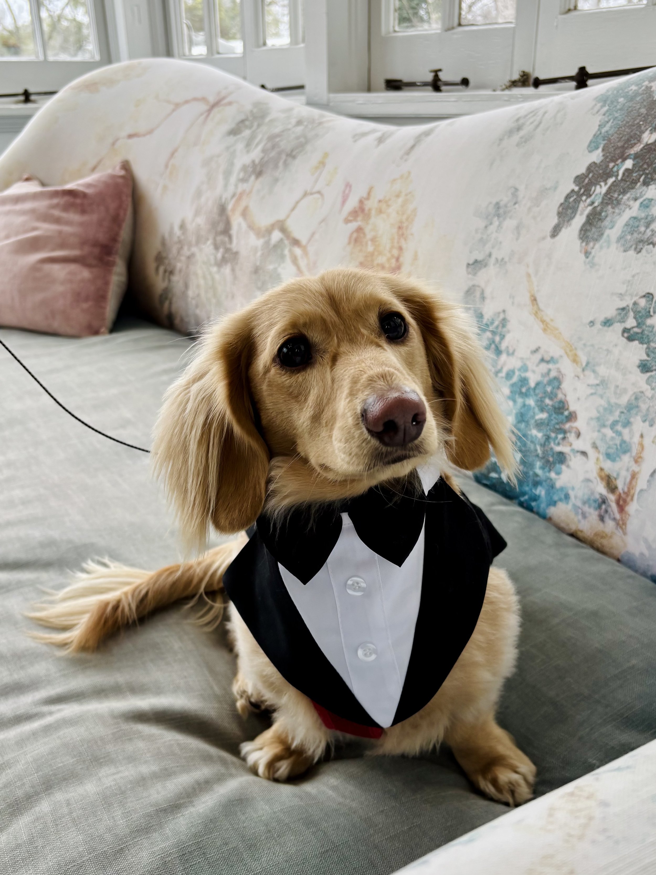 Dog in a tux seated on a couch