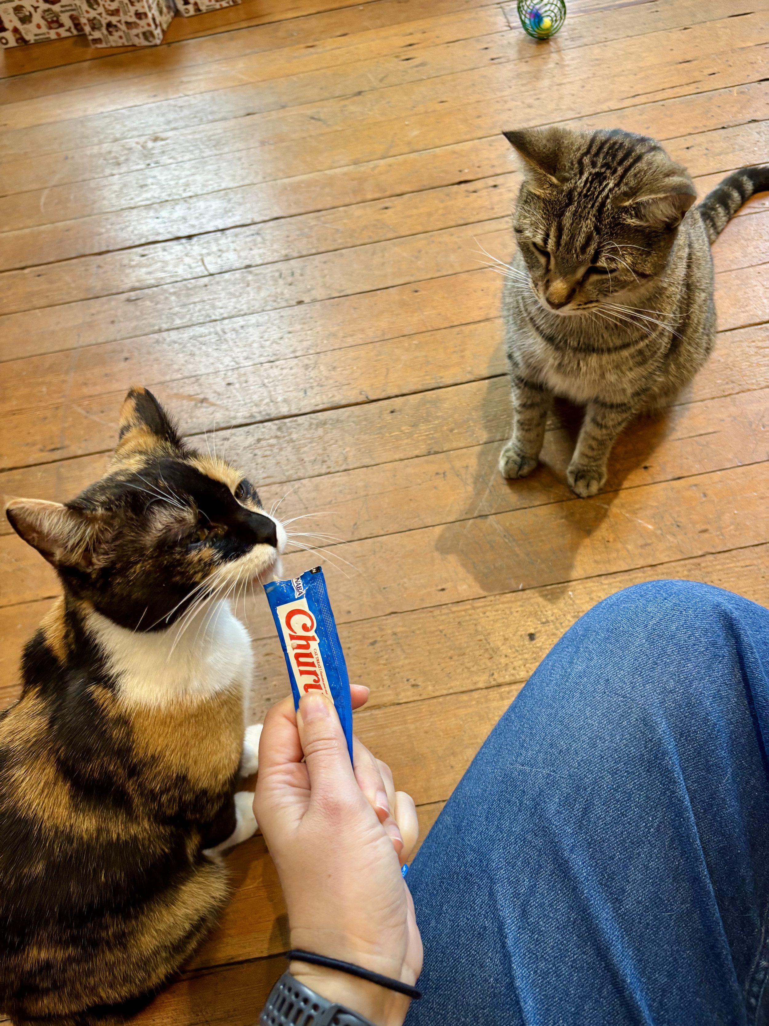 Cats enjoying a treat