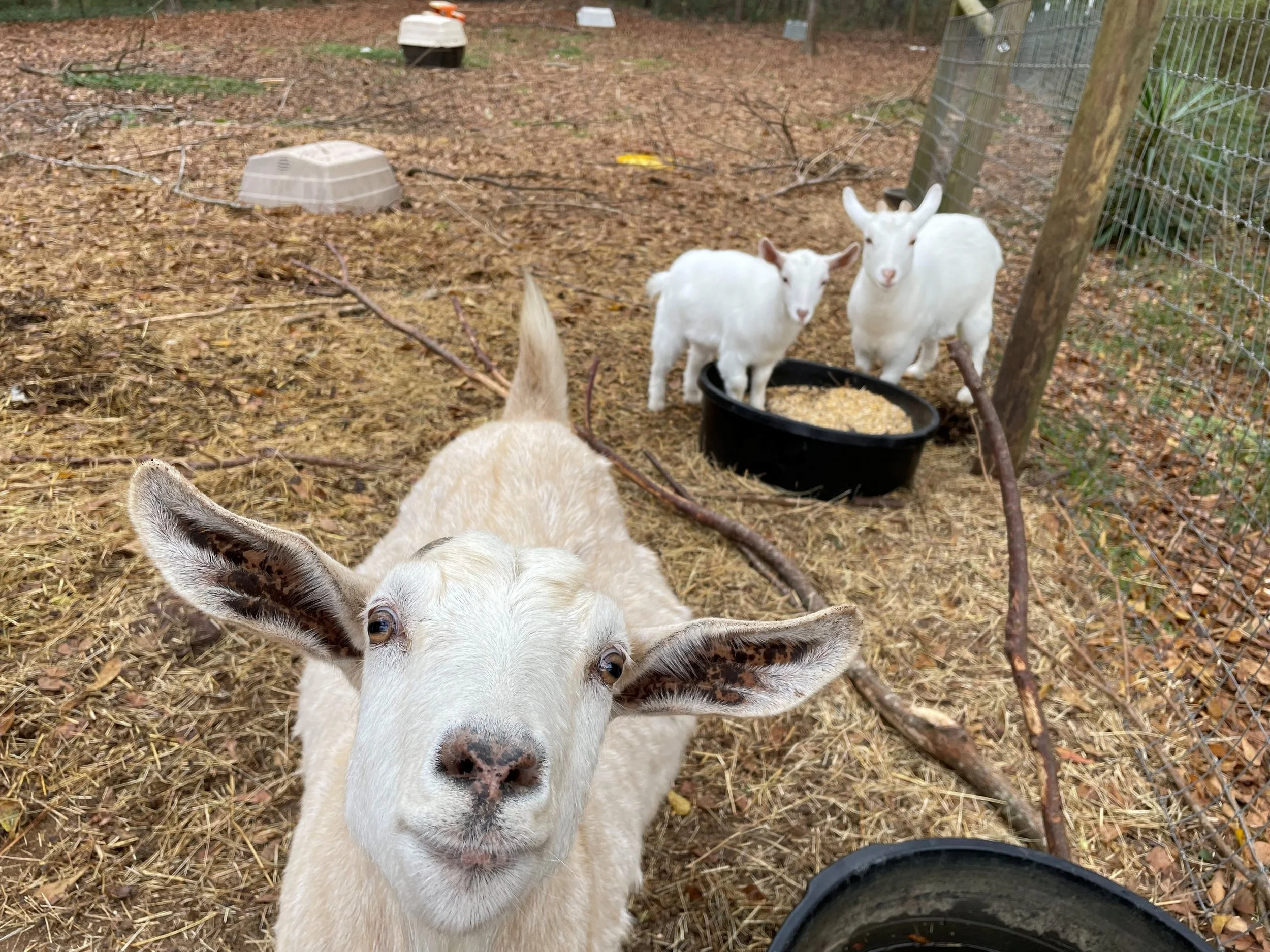 Goats being fed