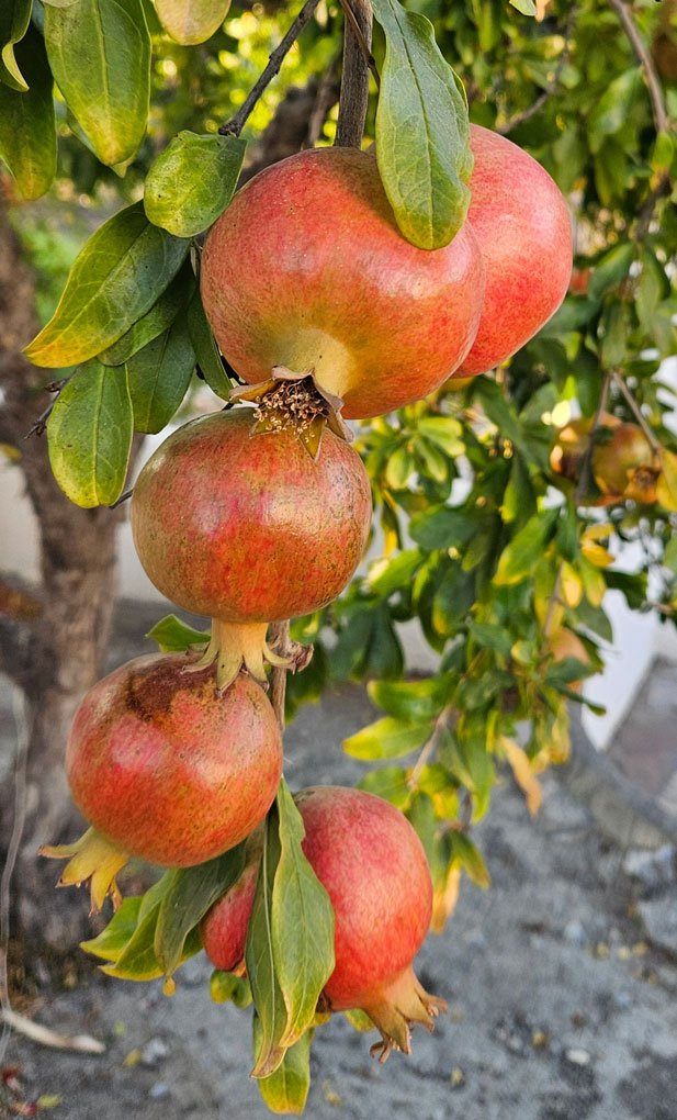 Granada_Pomegranate.jpg