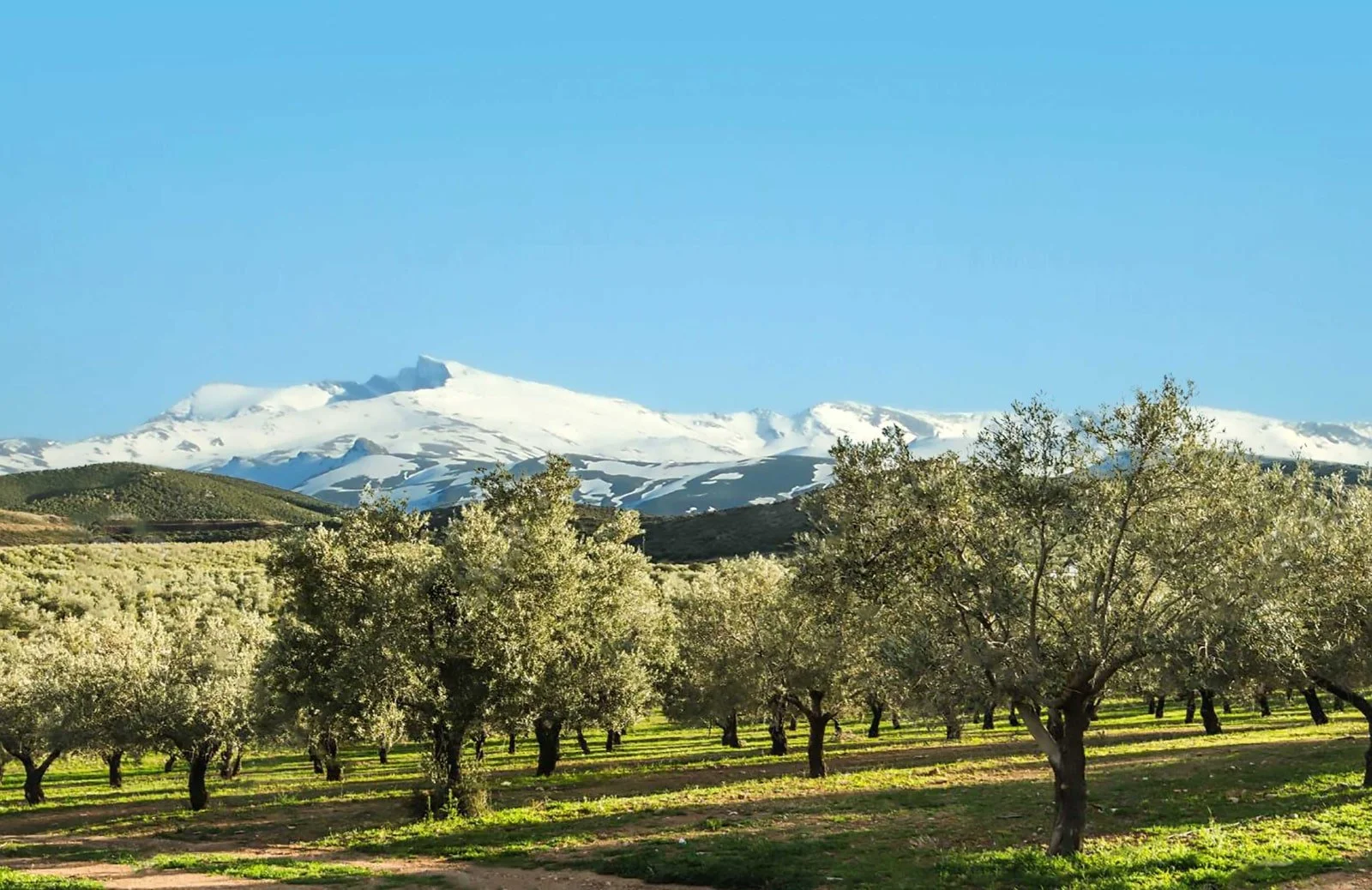 Olive grove with Sierra Nevada Mountains in the background