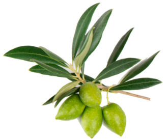 Arbequina Olives