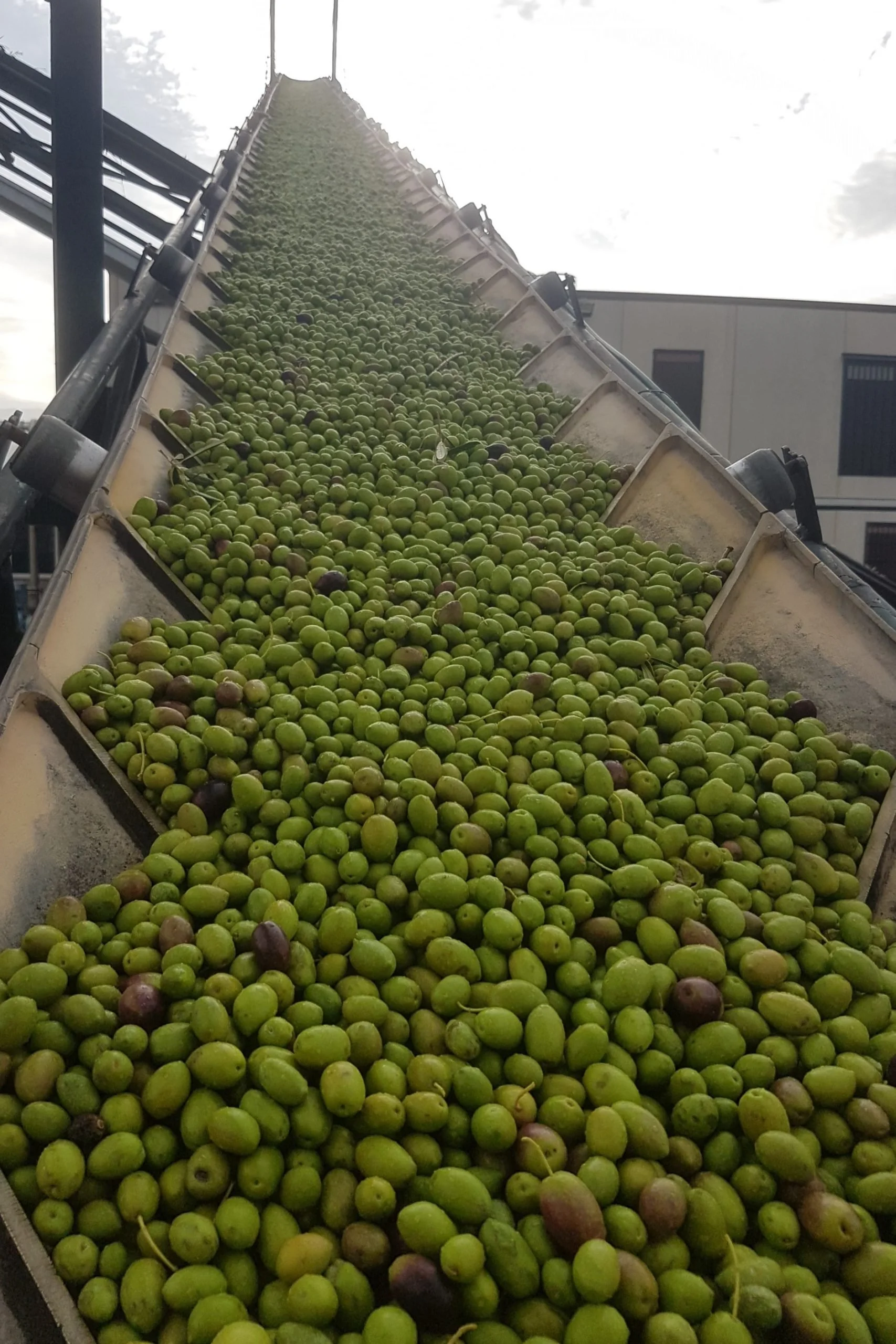 Green olives moving up the conveyor belt at Quaryat Dillar olive mill