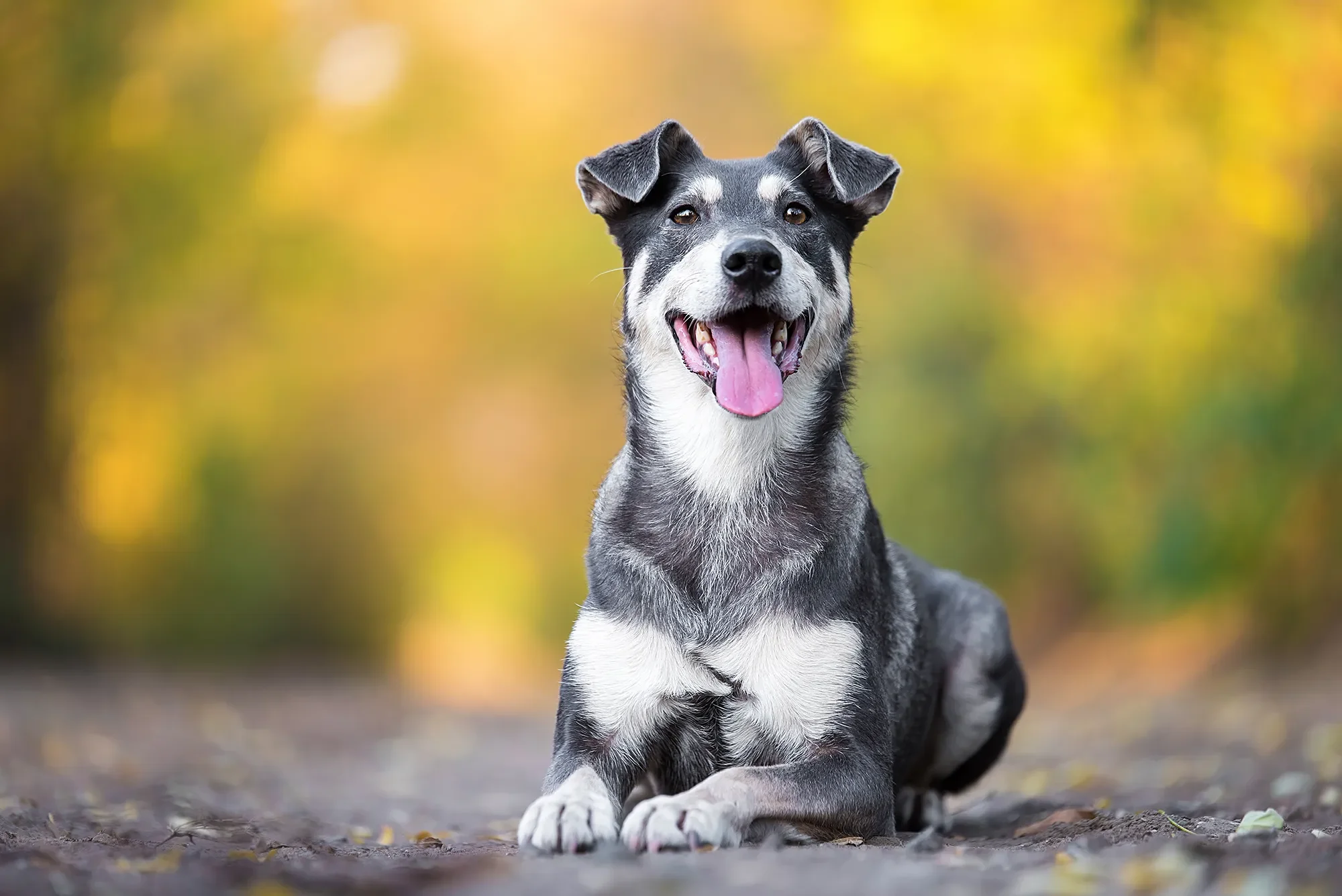 Source Pet Photo For Painting.webp