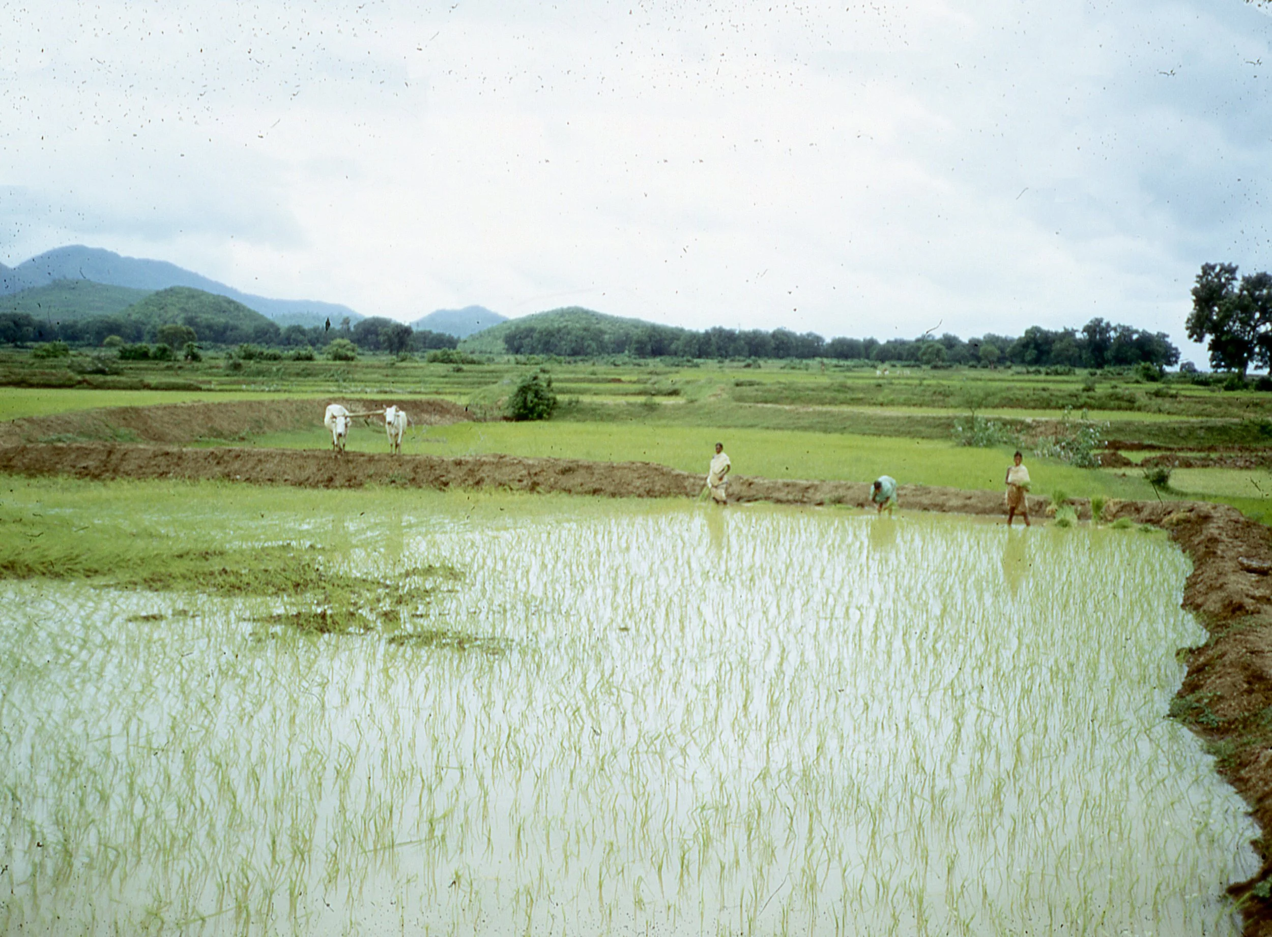 India Rise Field (32)