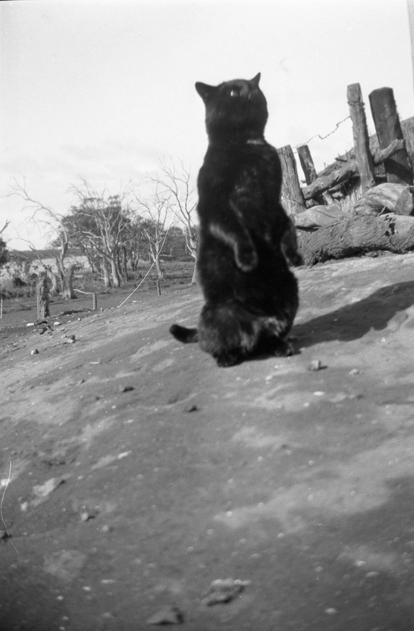 Eileen Jean Fenn 026 September 1934 004