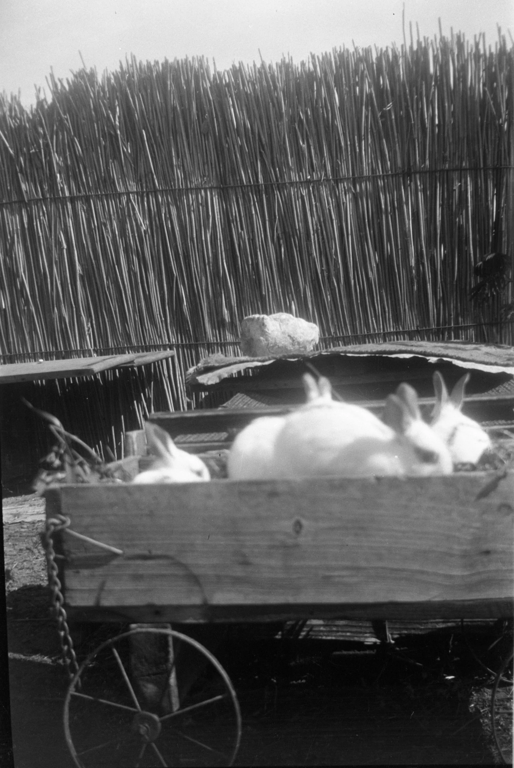 Eileen Jean Fenn 024 September 1934 002