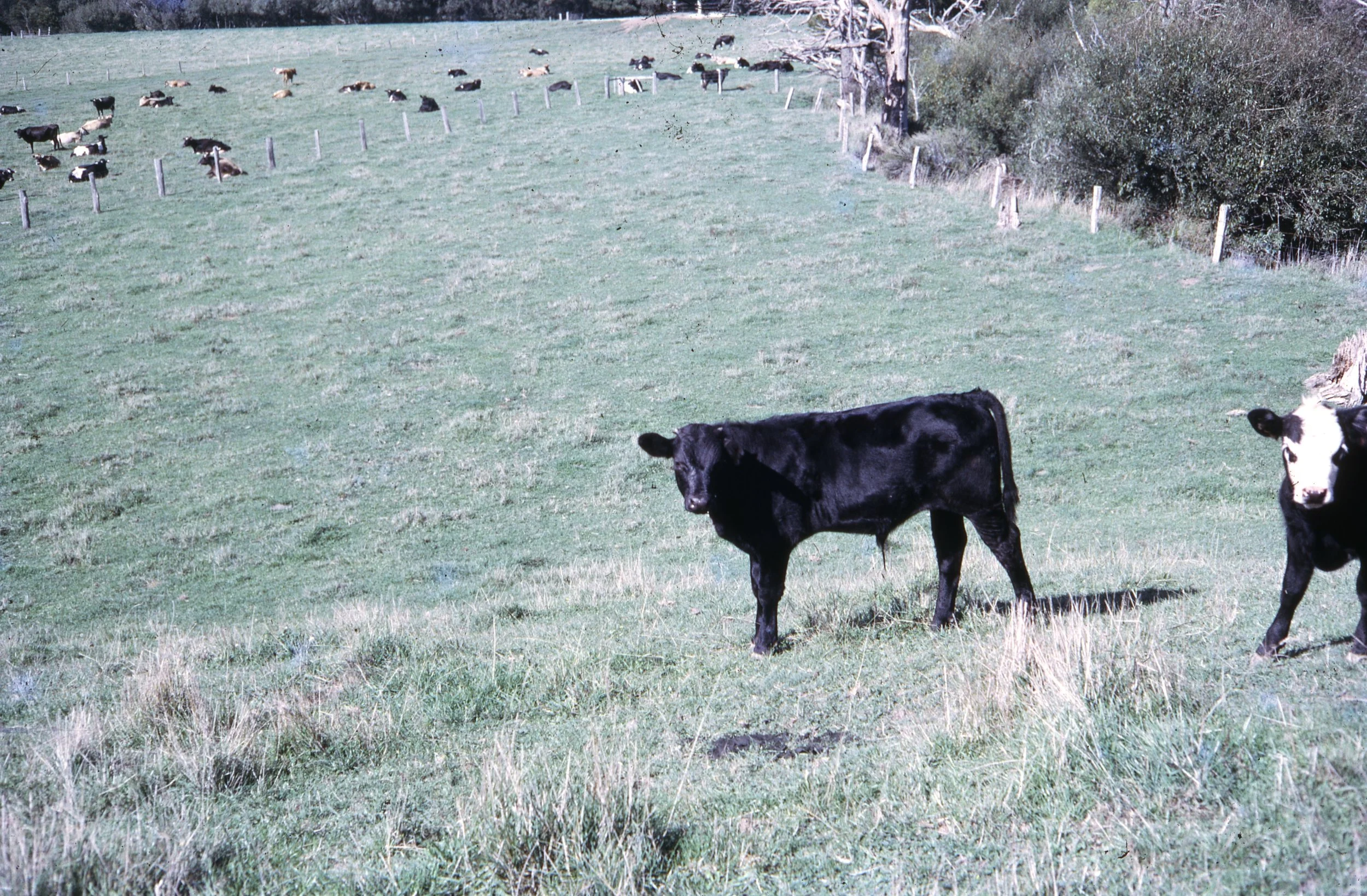 Ireland Slides From Melbourne 017