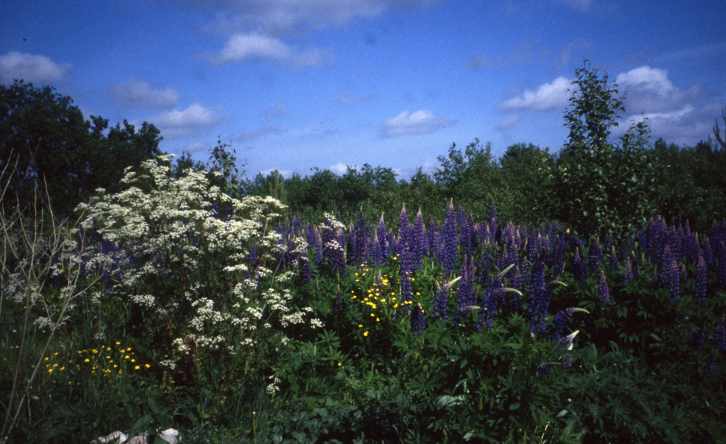 Eileen Jean Fenn 003 Pymata Lupins