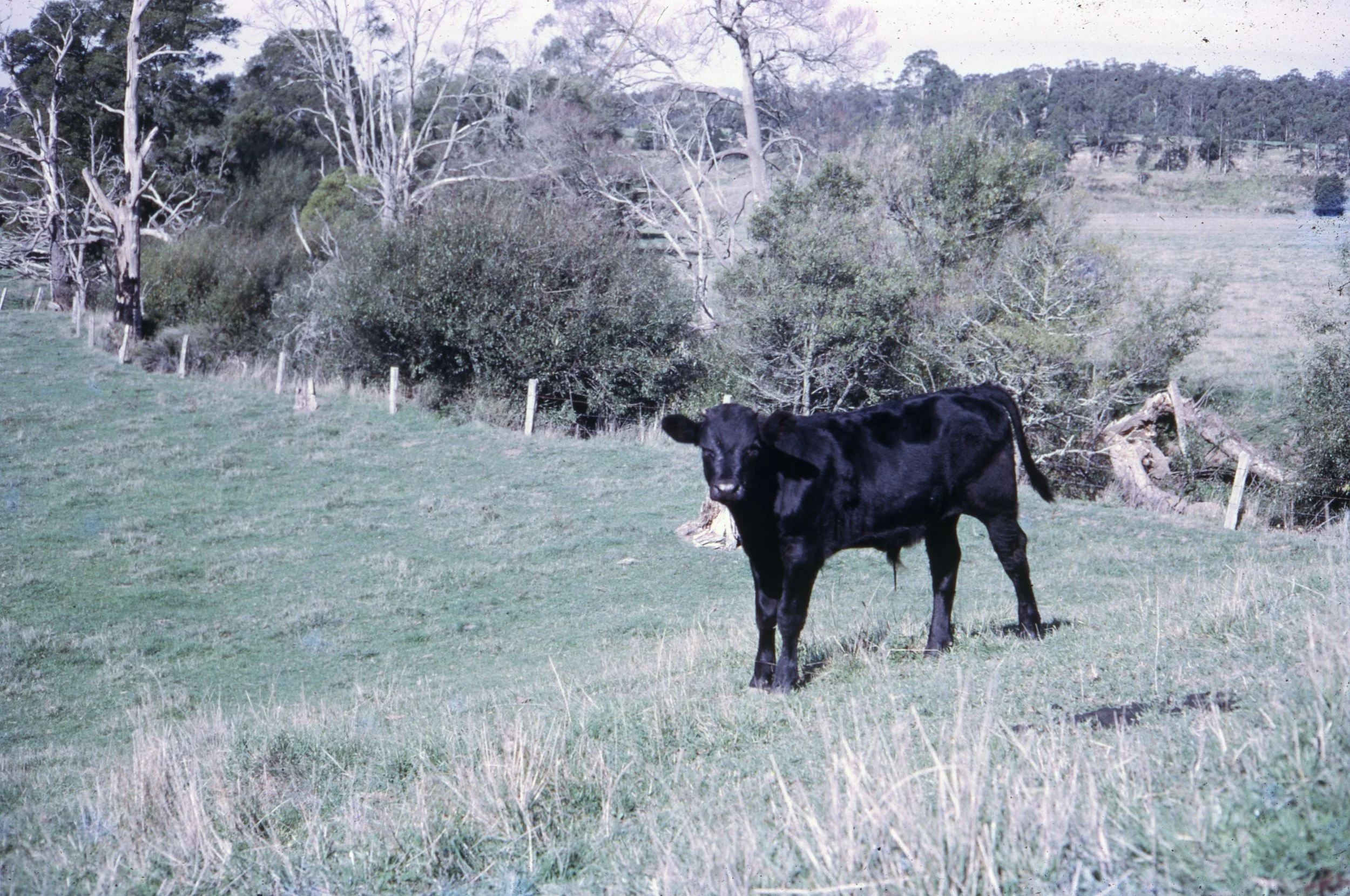 Ireland Slides From Melbourne 049