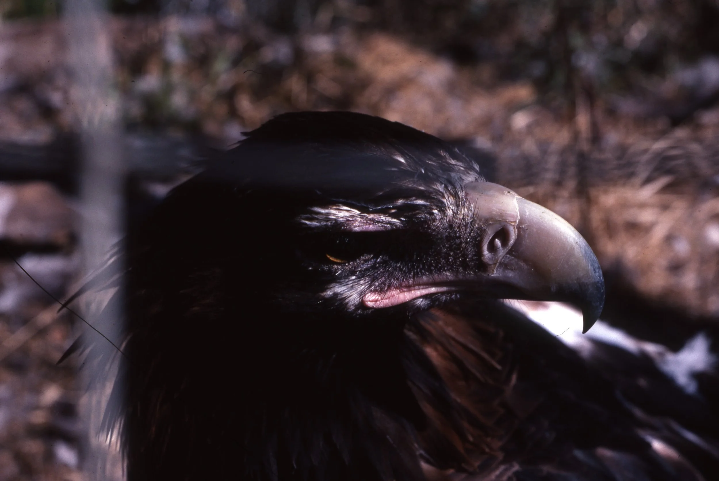 Ireland Slides From Melbourne 046