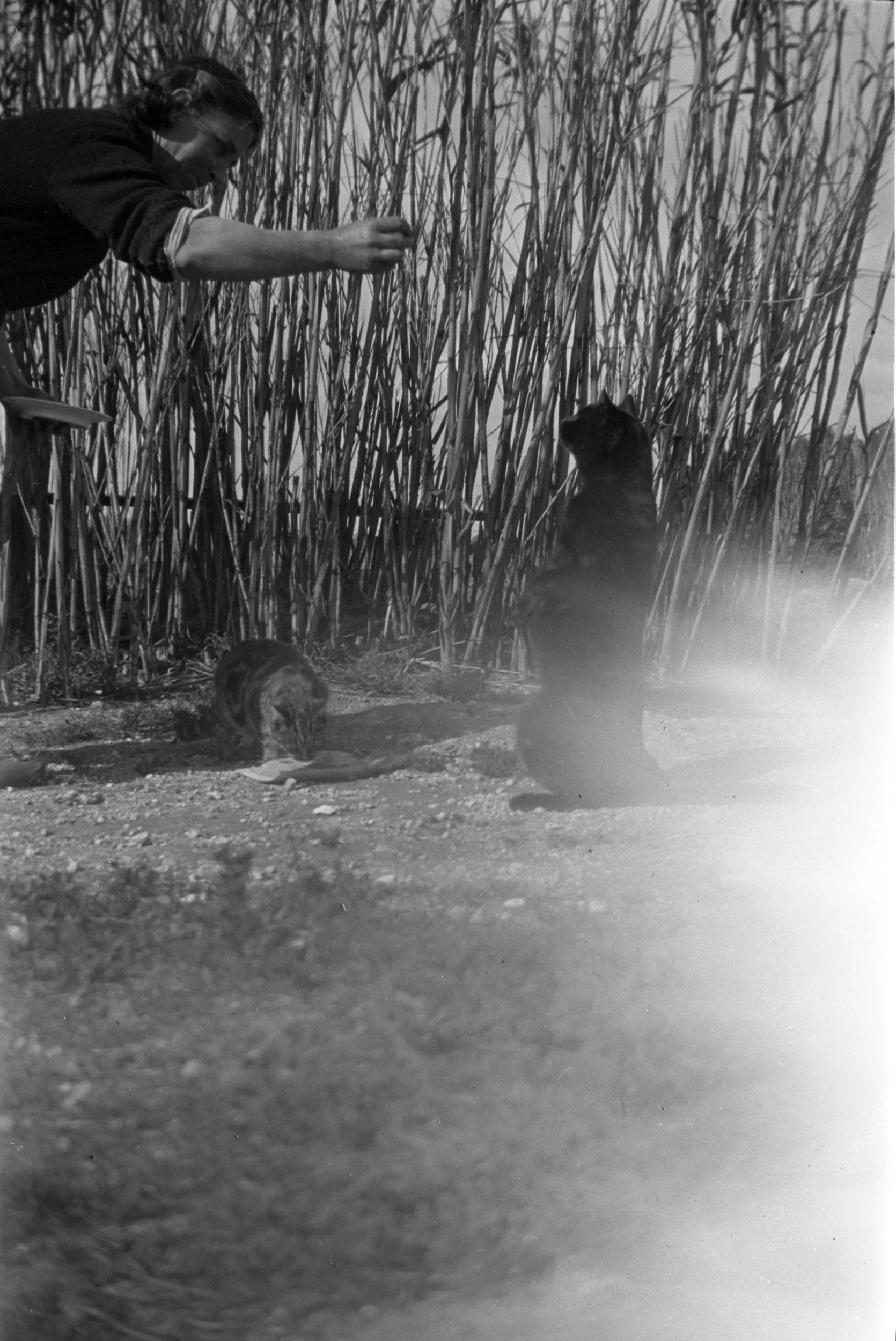 Eileen Jean Fenn August 1934 039