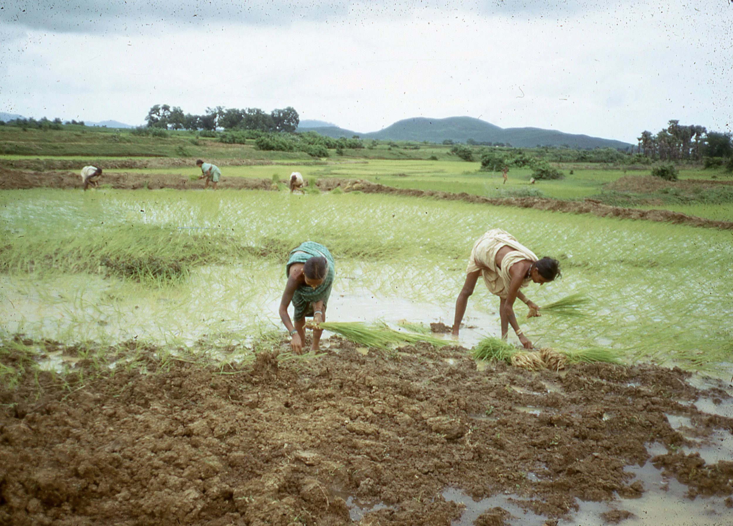 India Rise Field (33)