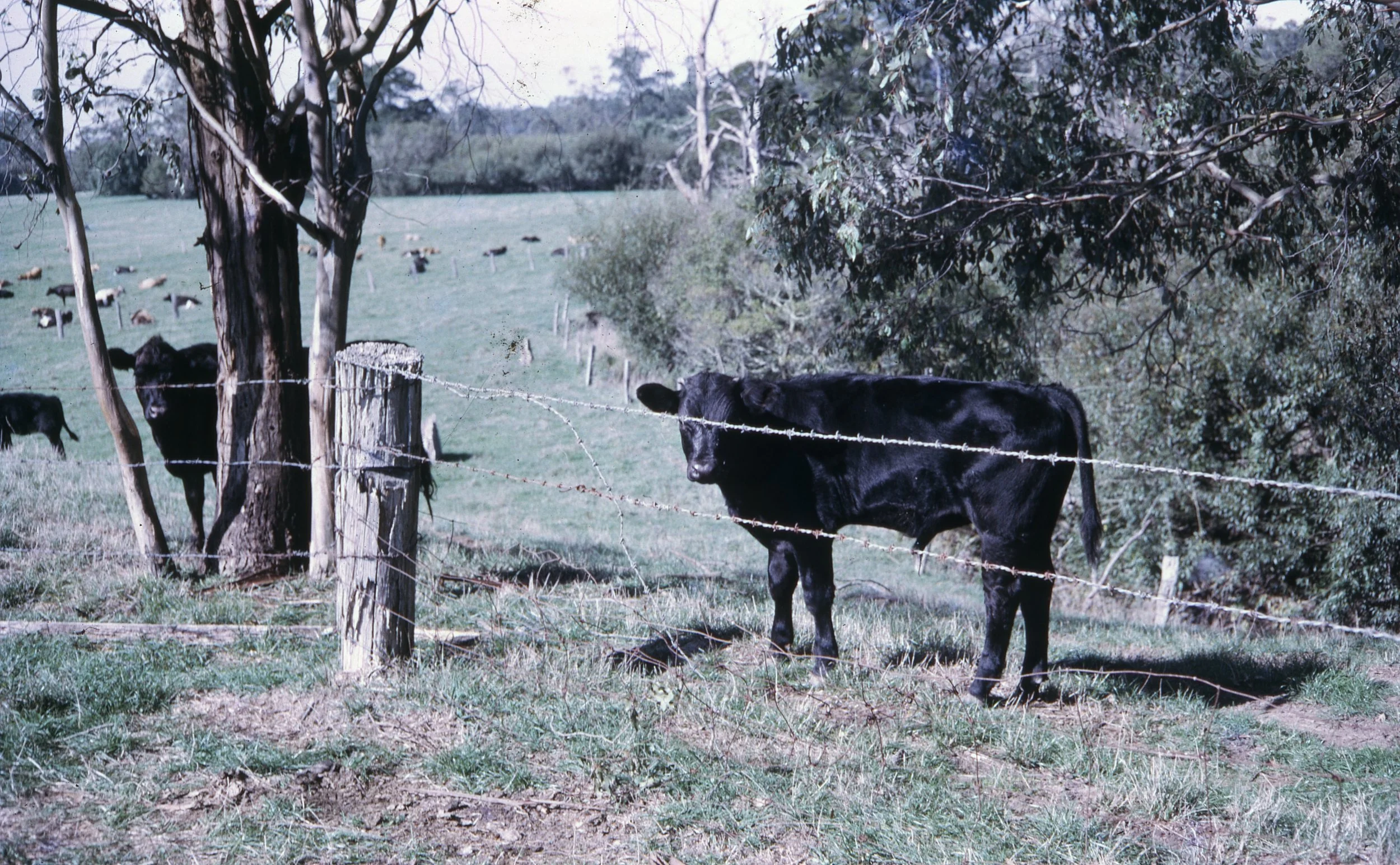 Ireland Slides From Melbourne 047